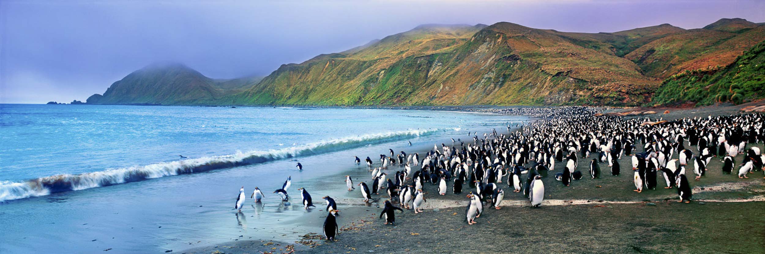 Royal Gathering, Macquarie Island