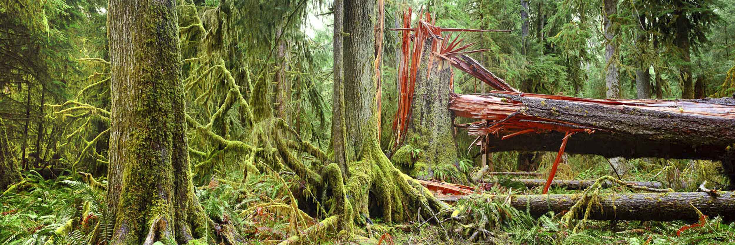 Fallen Hero, Washington