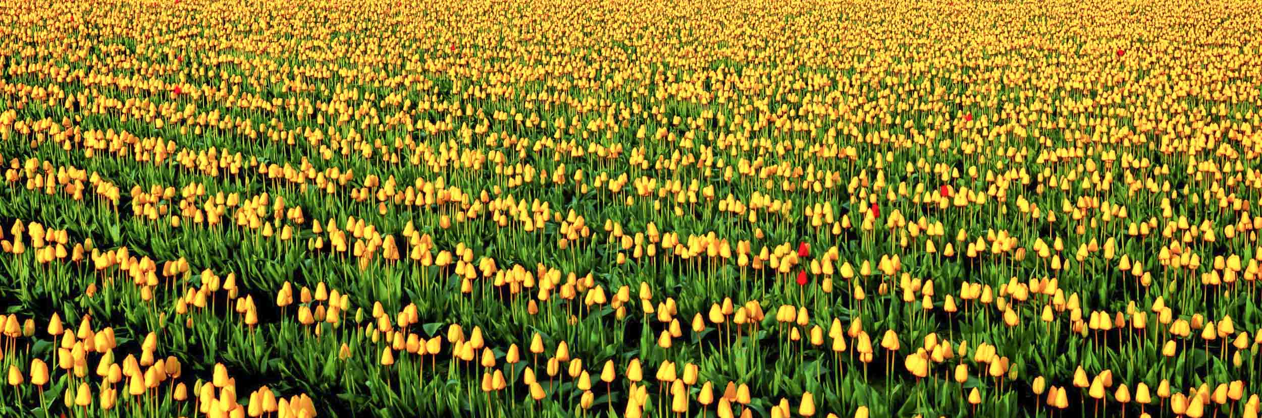 Tulips, Skagit Valley, Washington