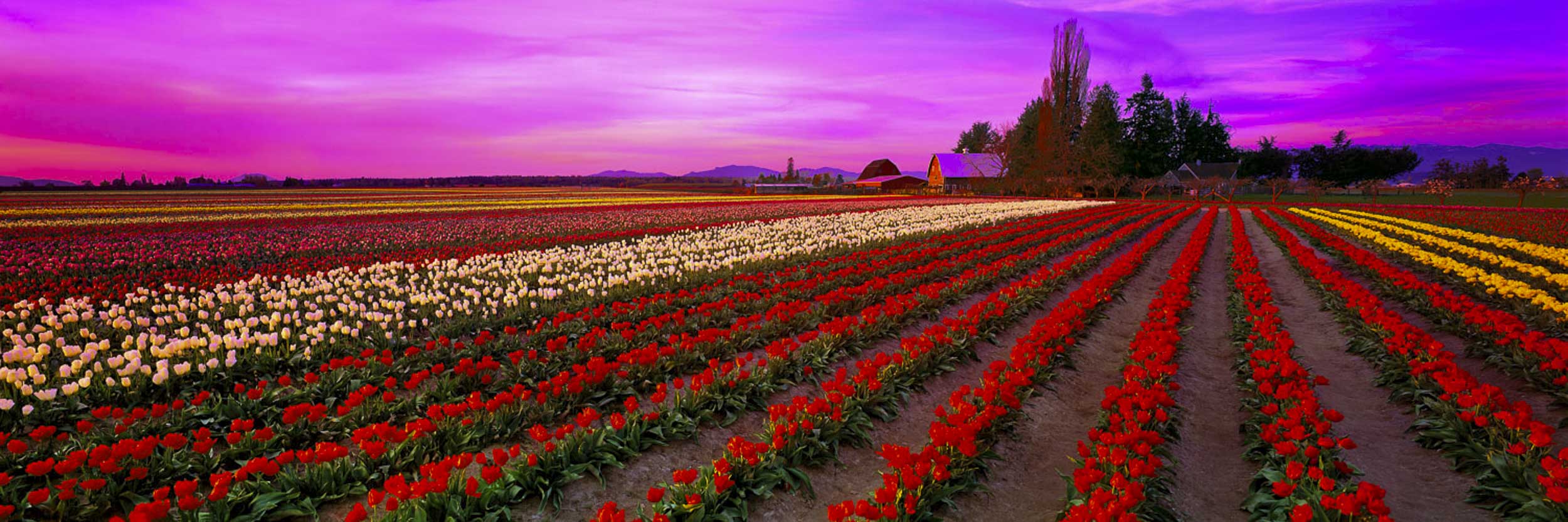 Field of Rainbows, Washington, USA