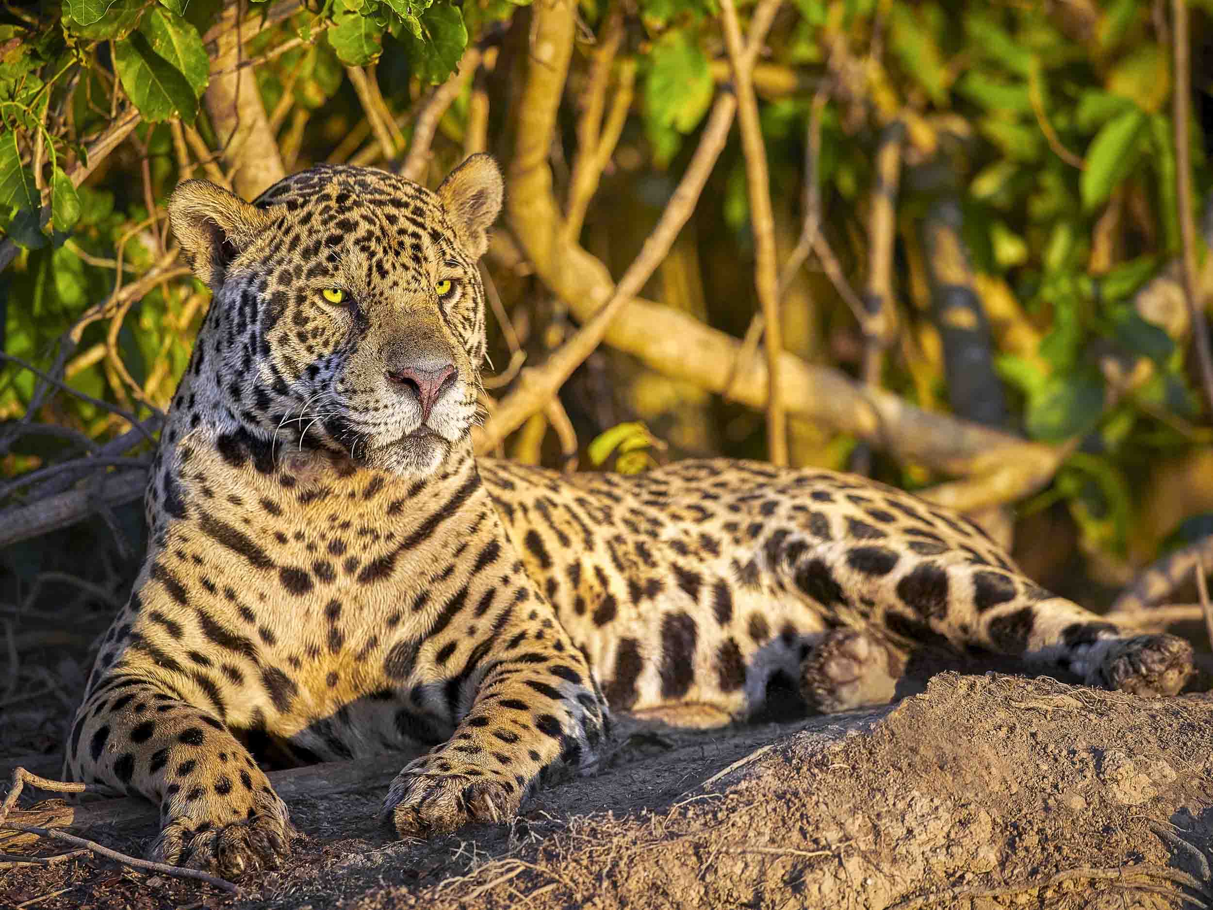 Jewel of the Amazon, Brazil