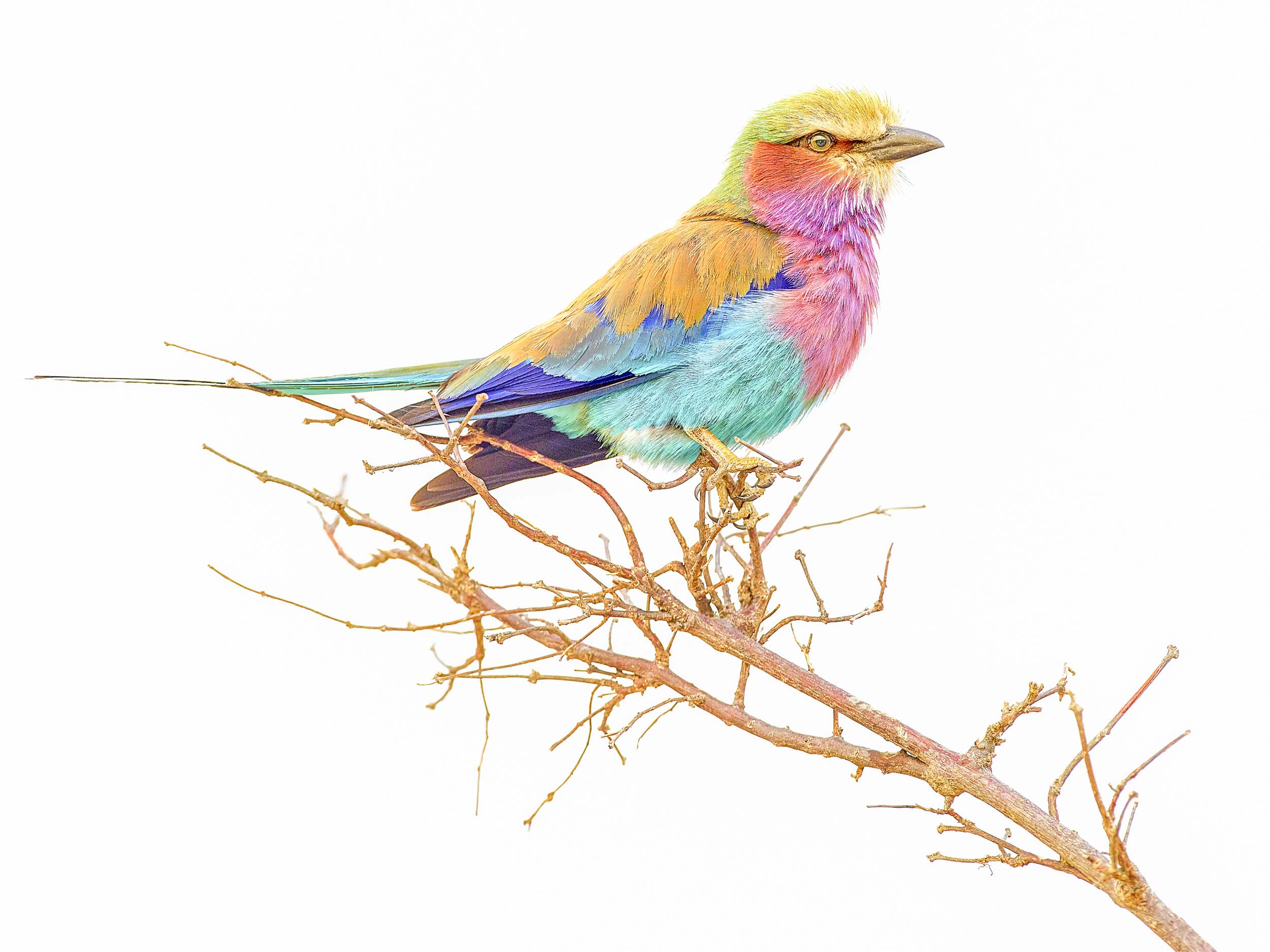 Lilac Breasted Roller