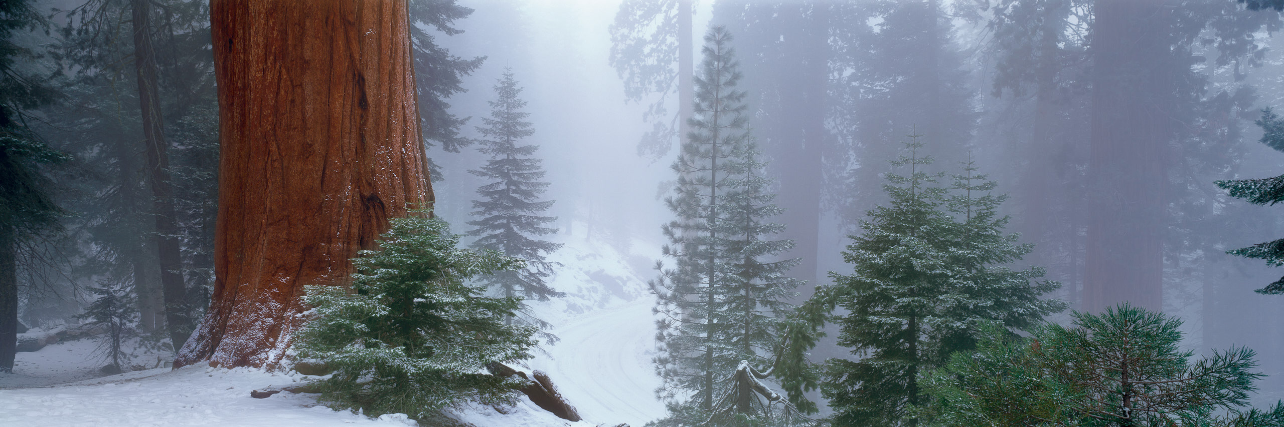 40inch Unframed Ancient Forest, CA. Registration Number 45/300