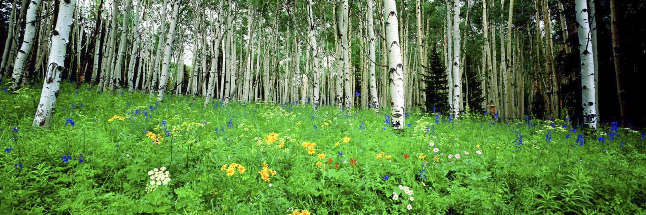 Woodland Sanctuary, CO