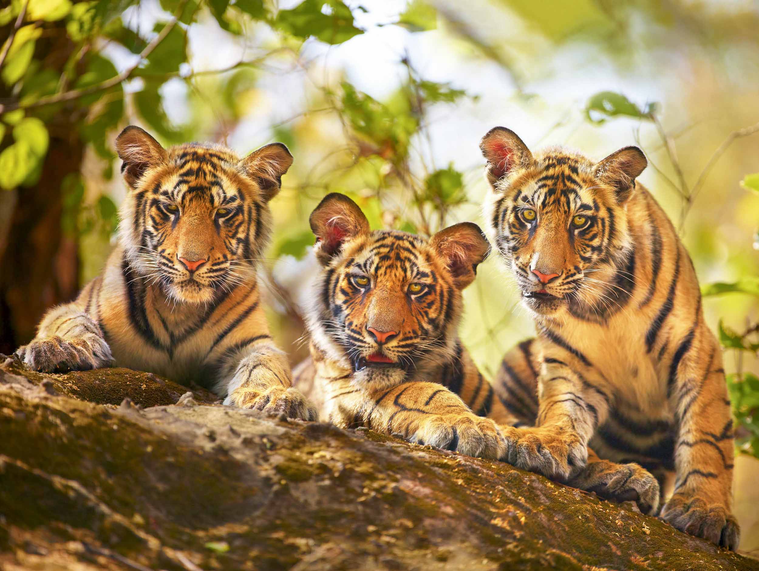 Curious Cubs, India