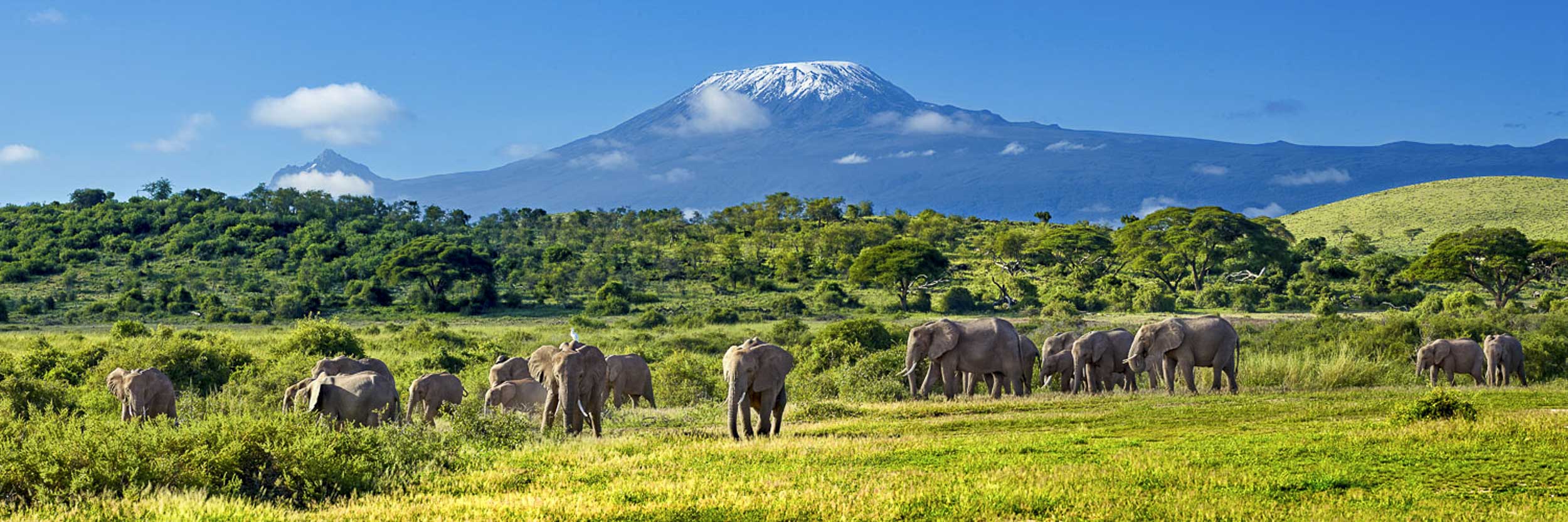 Kings of Kilimanjaro