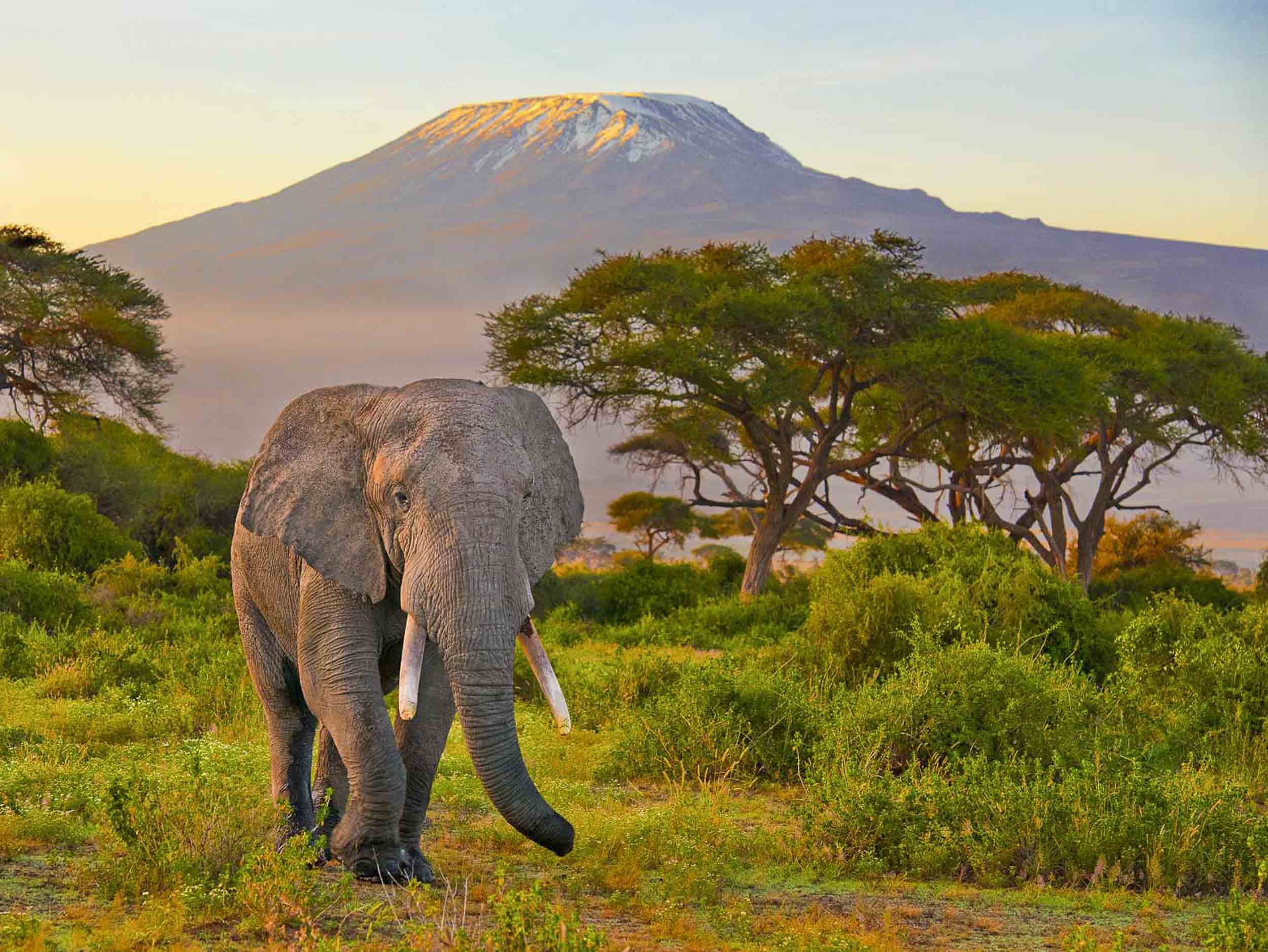 Grandeur of Kilimanjaro, Kenya