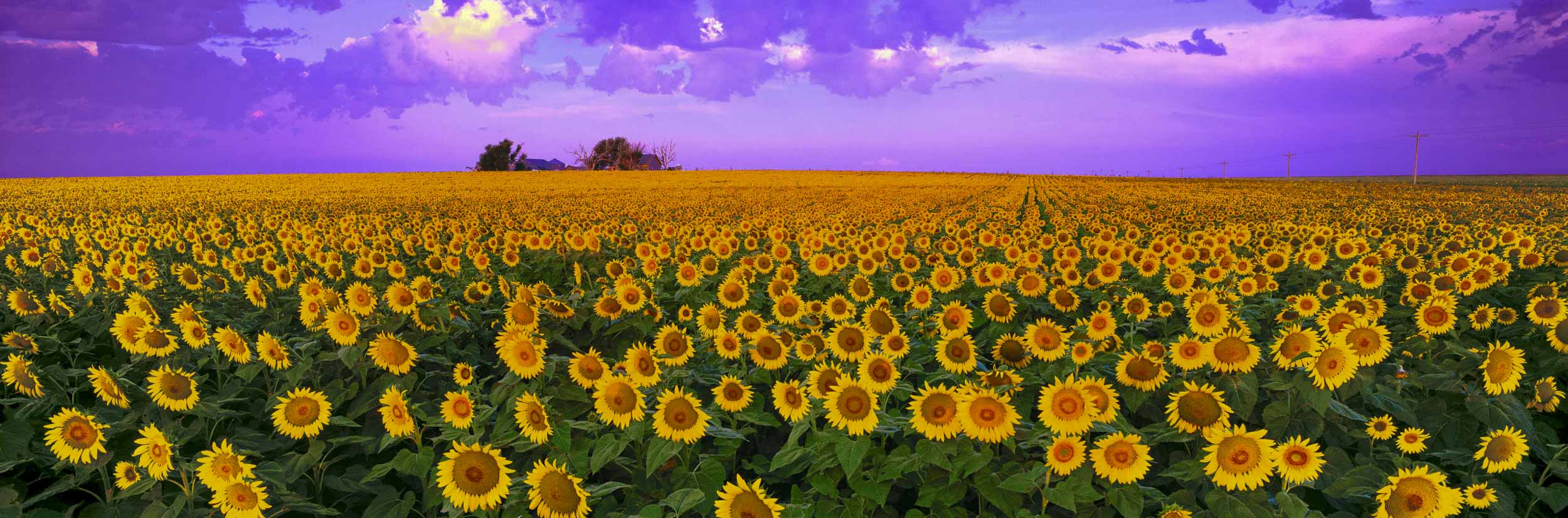 Seize the Day, Kansas