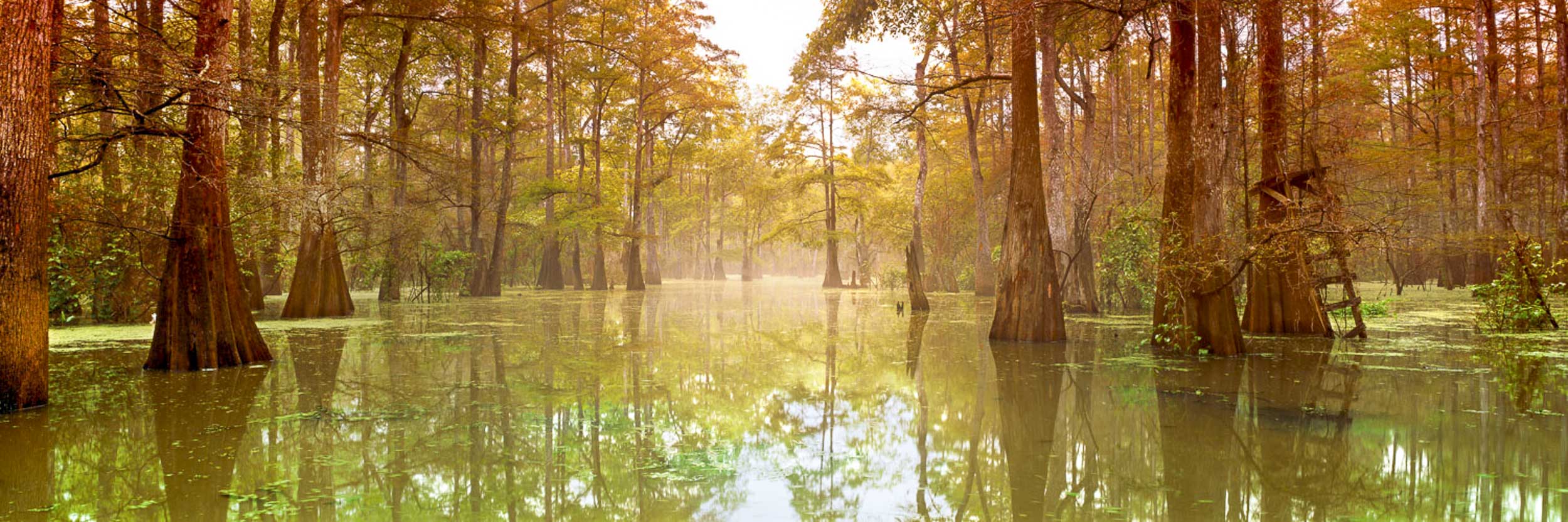 Bayou Dawning, Louisiana