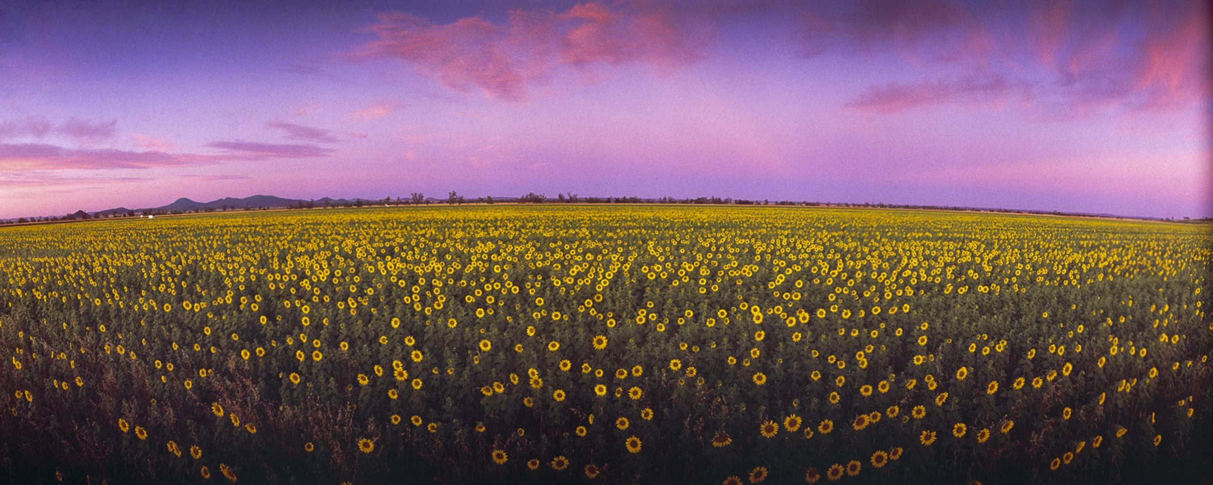 Sunflower Sunrise, Mullaley, NSW