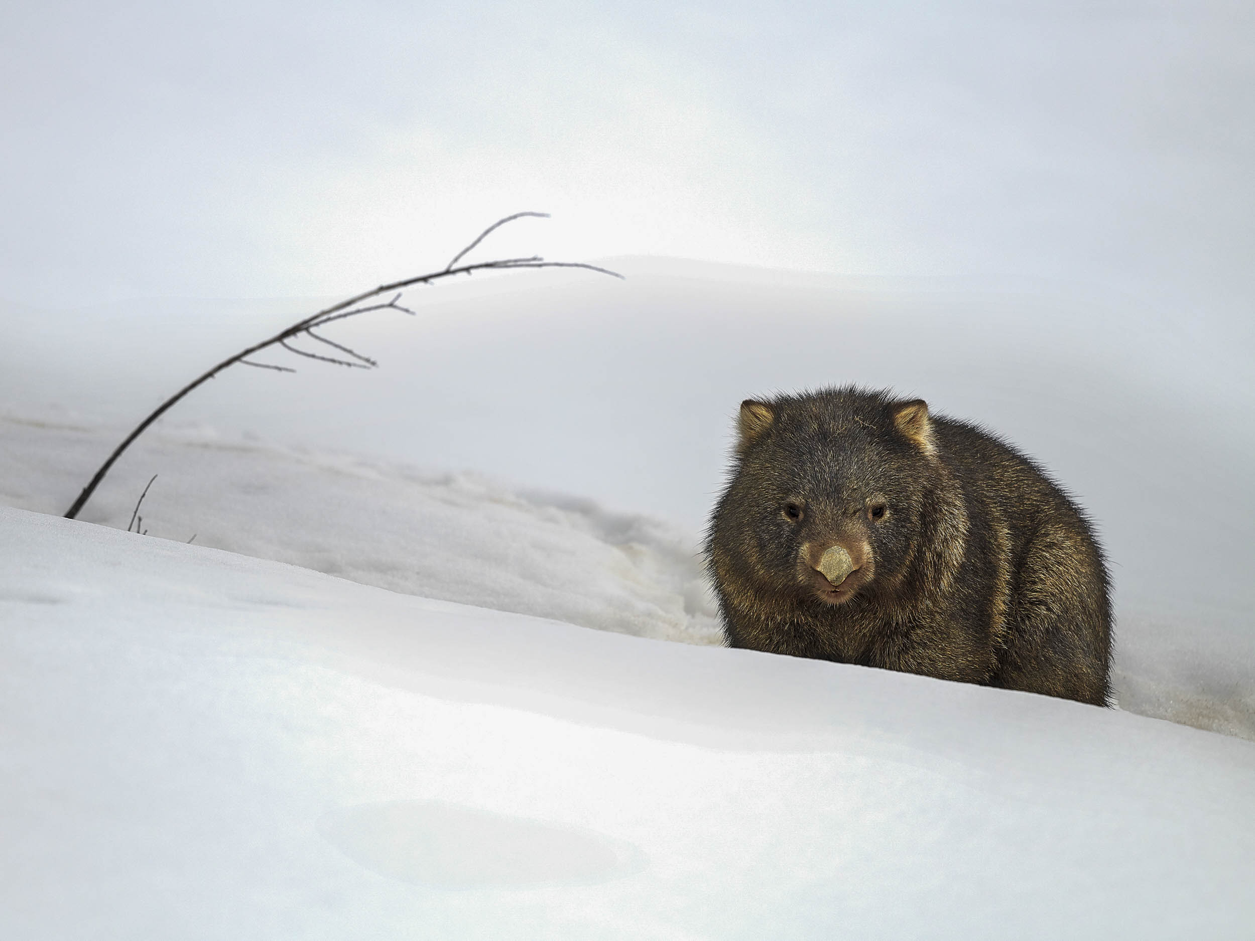 Matilda, Snowy Mountains, NSW