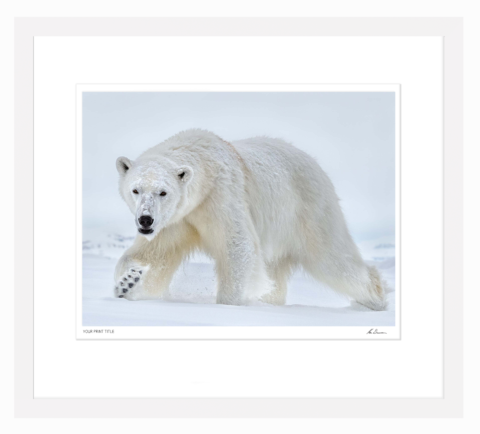 X Large Framed Polar Eyes. Registration Number 5/300