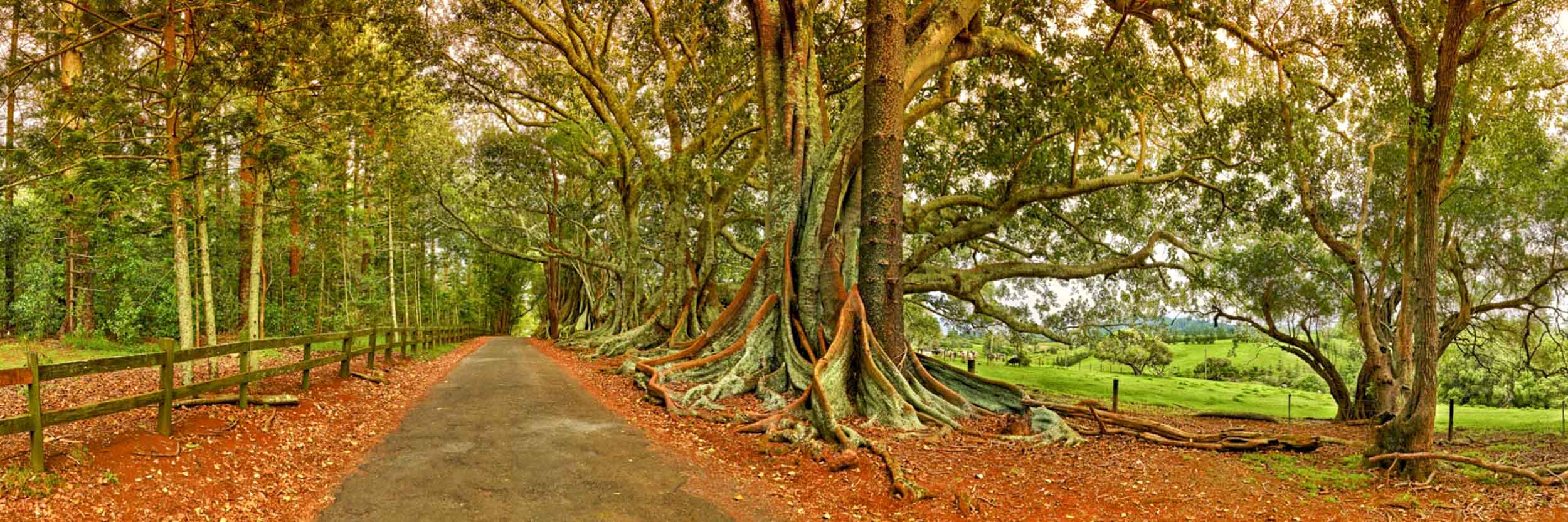 Moreton Bay Fig Trees, Norfolk Is.
