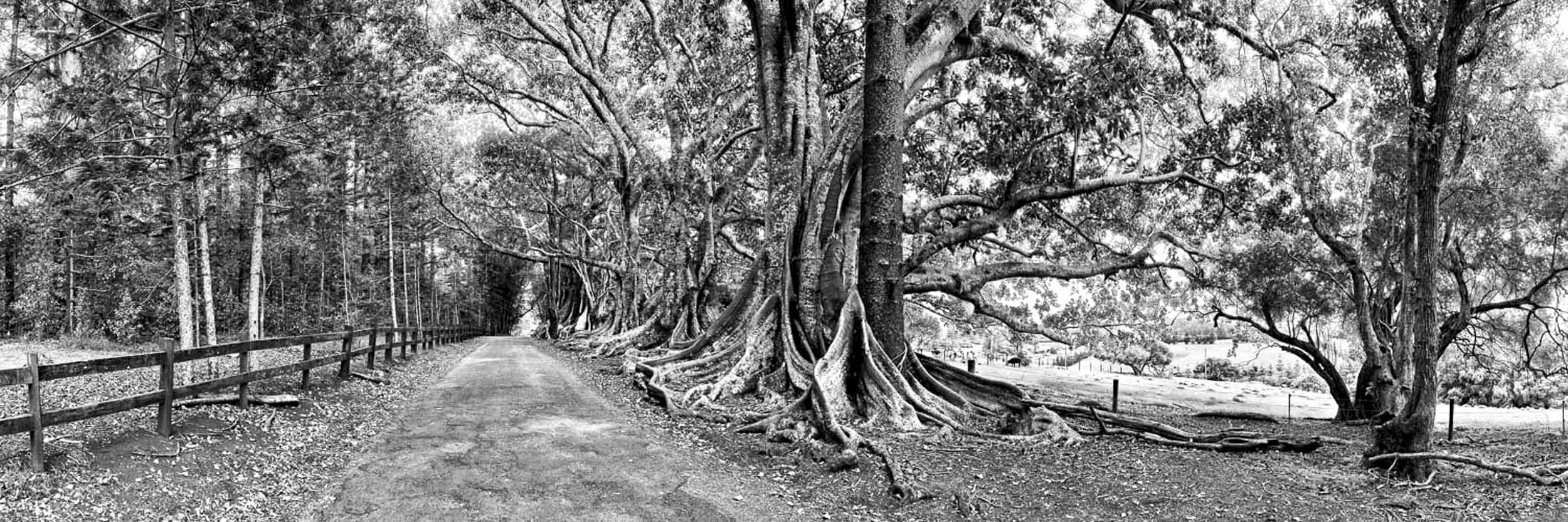 New Farm Road, Norfolk Is.
