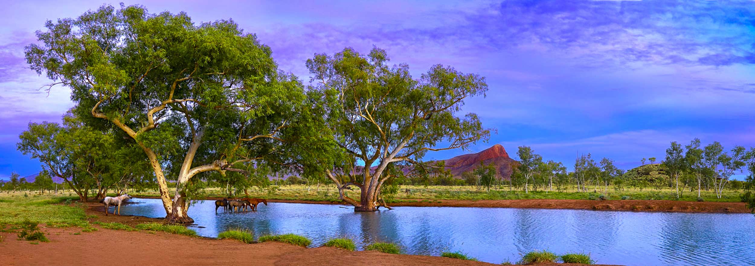 Brumbies, Archie's Creek, NT