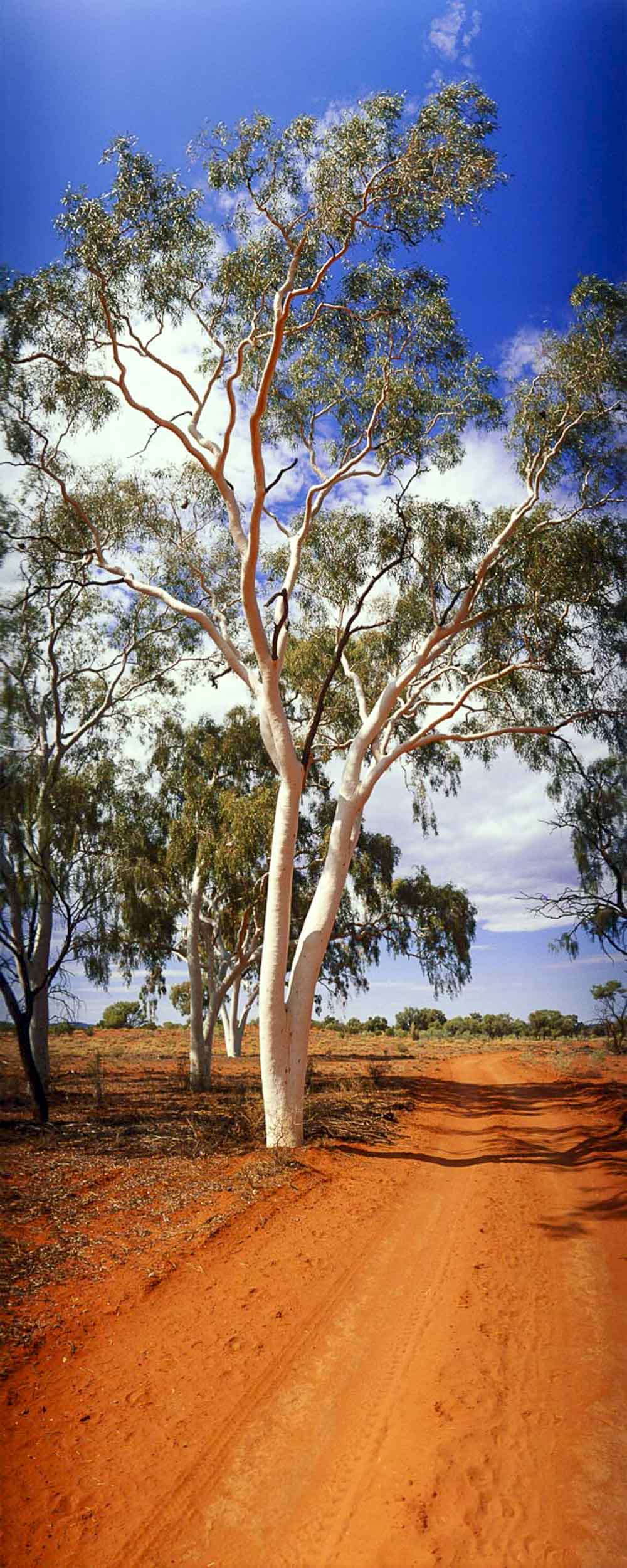 Ghost Gum, Finke River National Park, NT