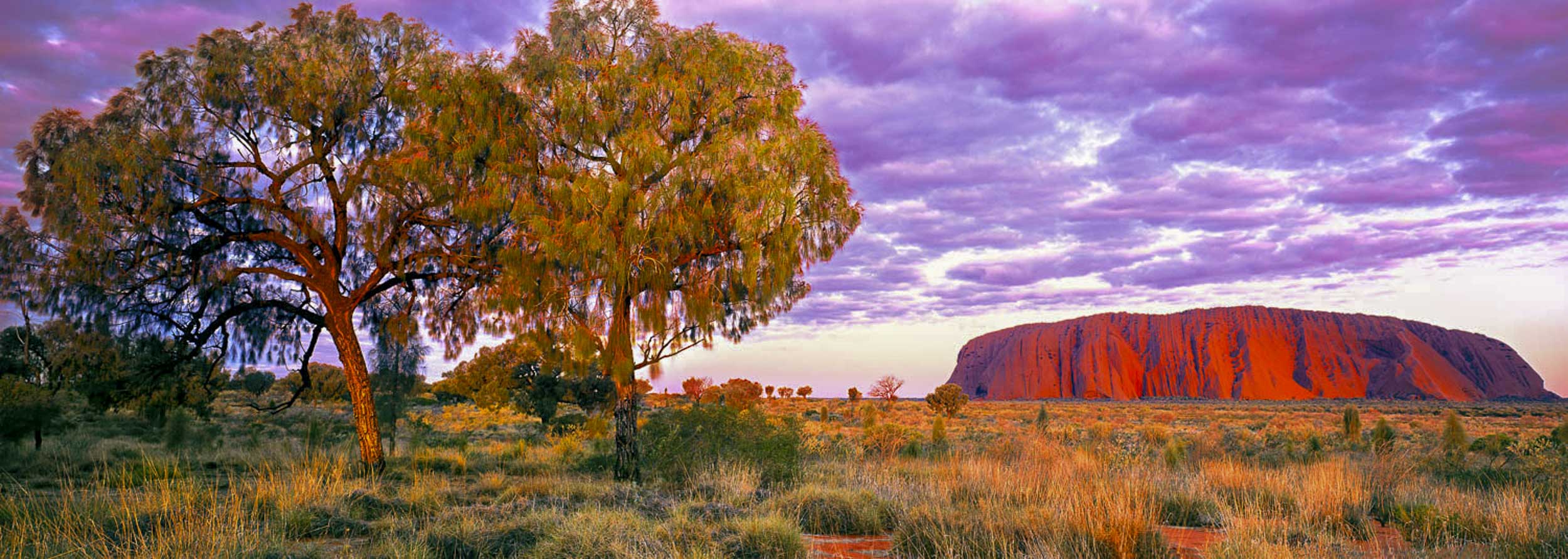 Desert Oaks, Uluru