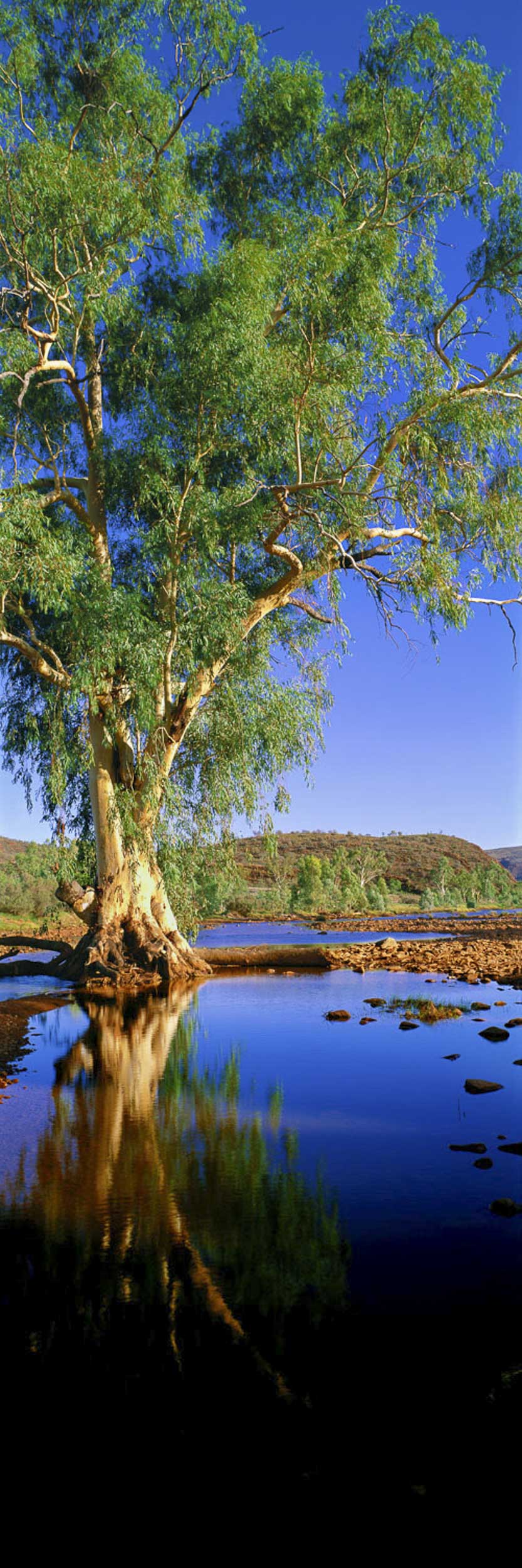 River Gum, Finke River, NT