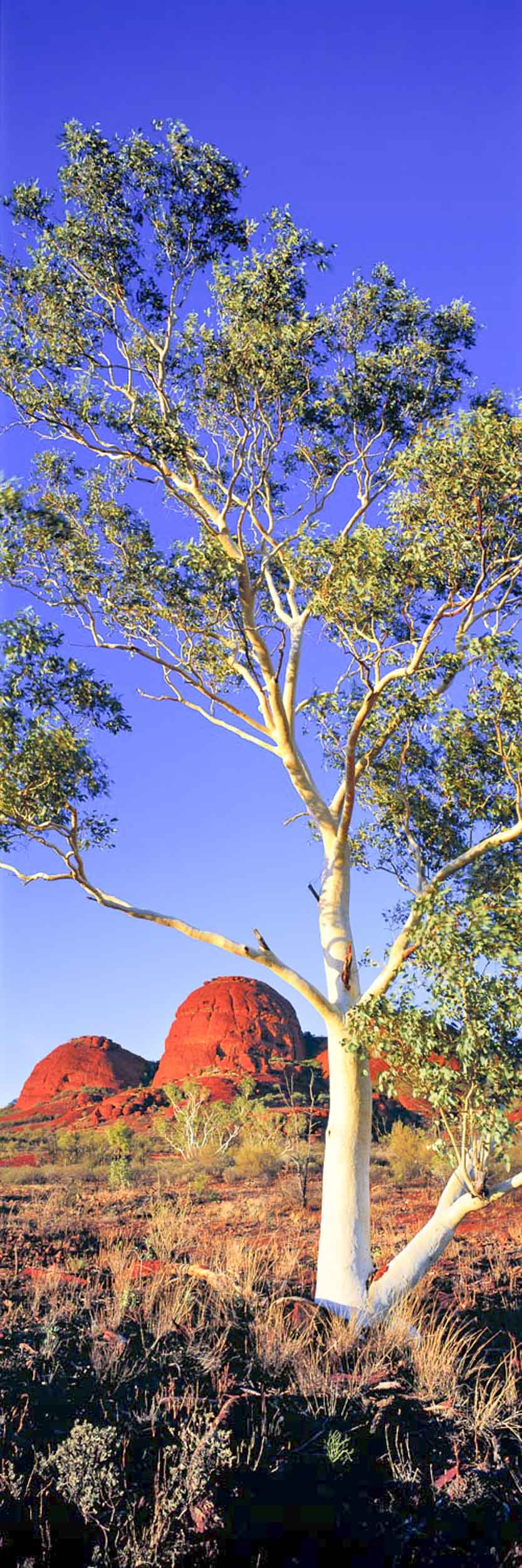 Kata Tjuta Ghost Gum, NT