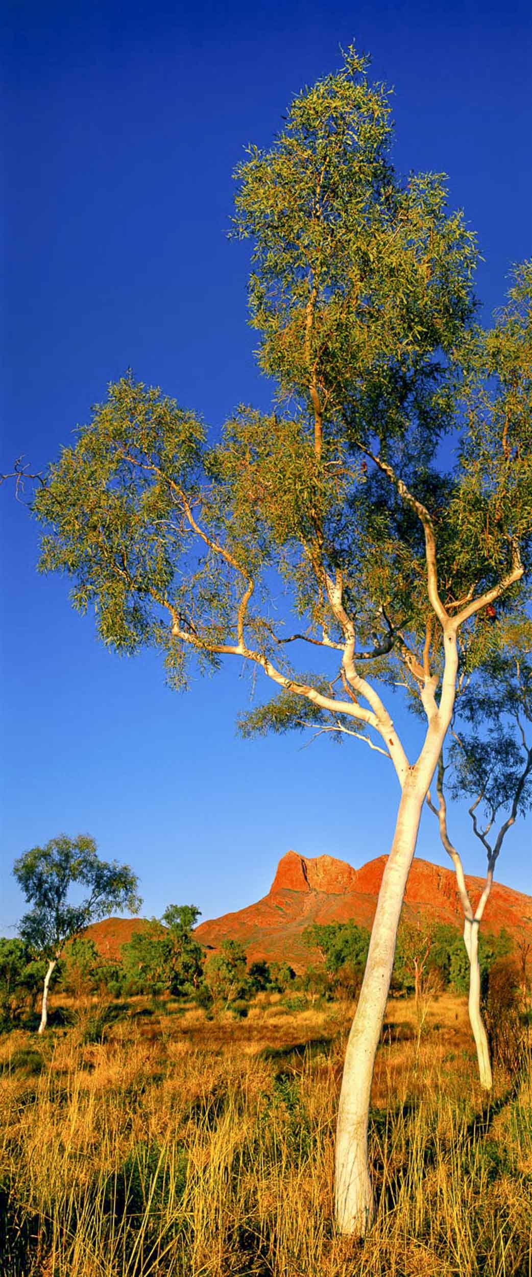 Australian Gums, NT