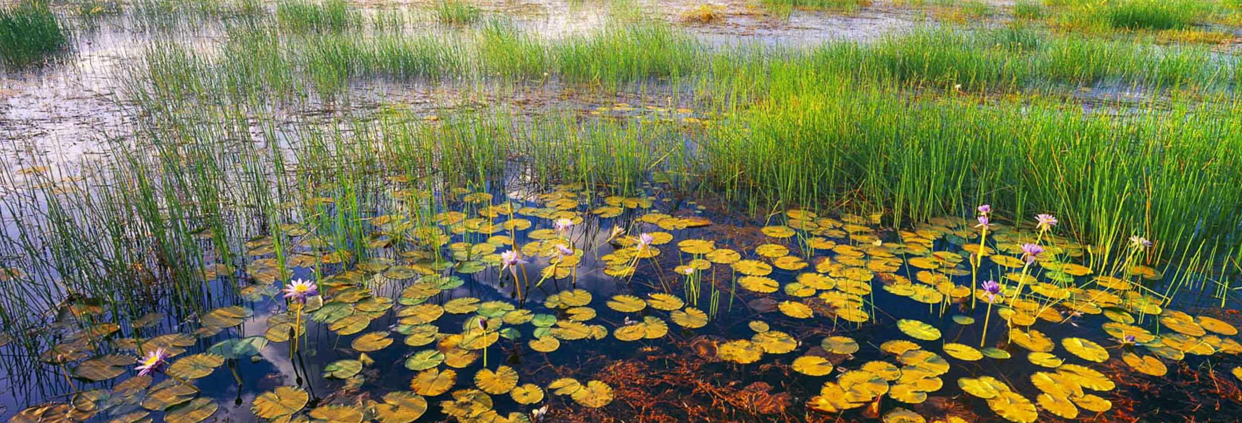 Oenpelli Lilies, NT