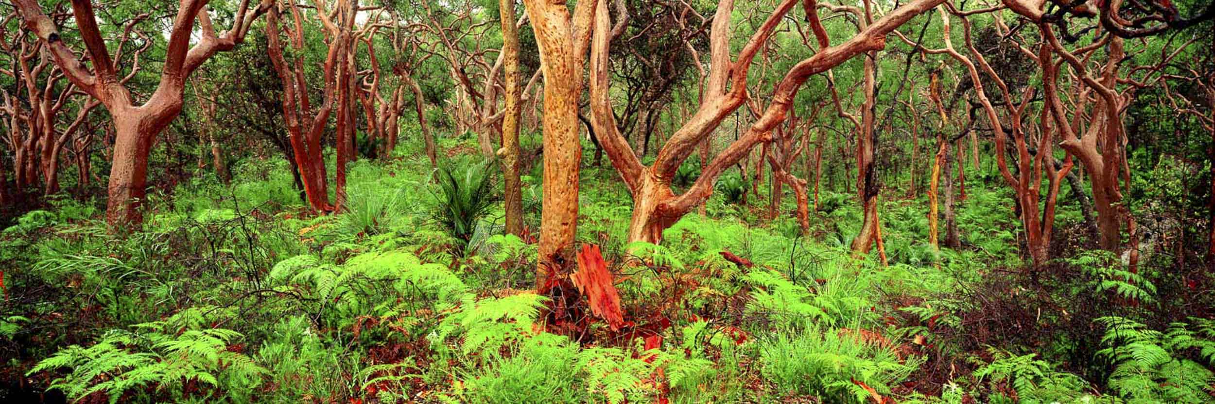 Red Gums, Wyrrabalong N.P., NSW