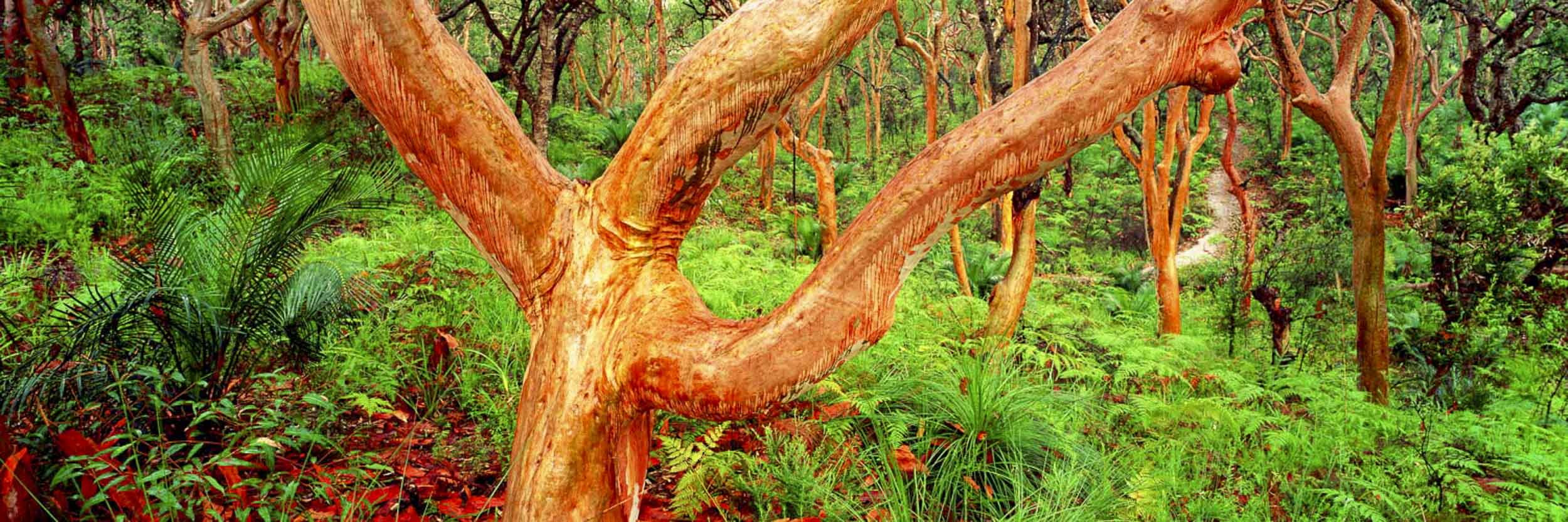 Red Gum Forest, Central Coast, NSW