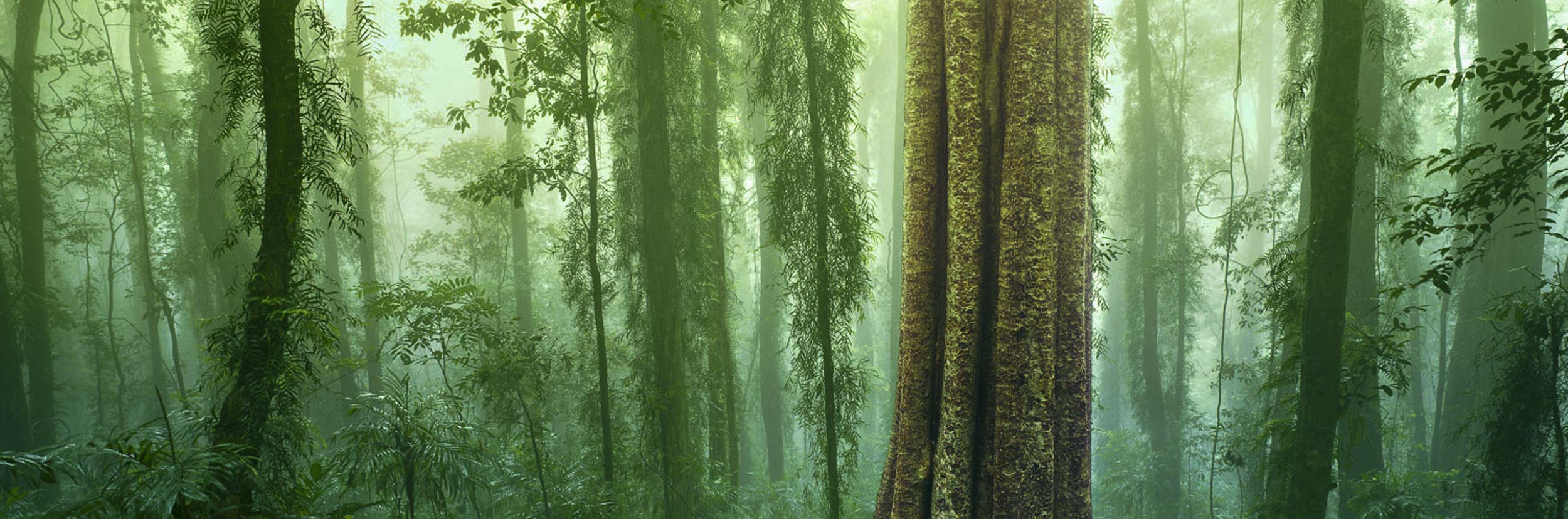 Heavenly Shroud, NSW