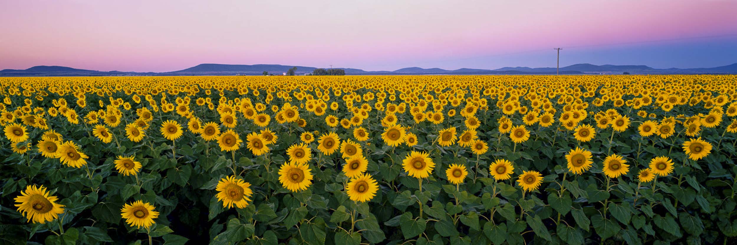 Let There Be Joy, Sunflowers, NSW