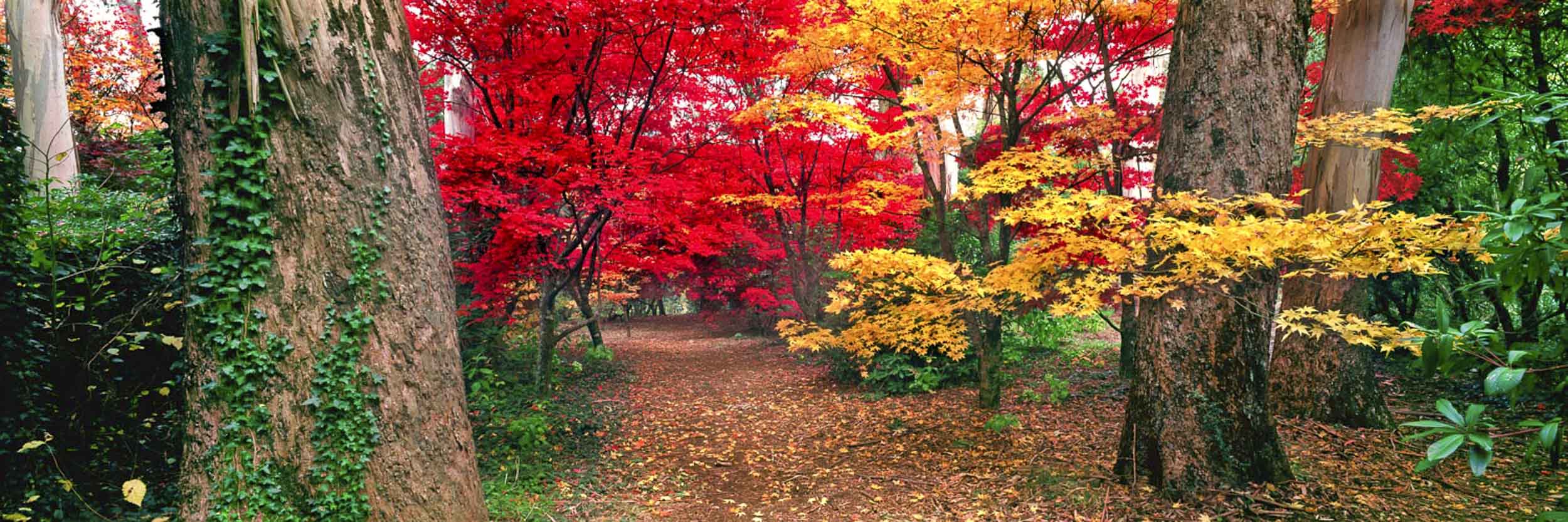 Autumn Glory, Blue Mountains, NSW