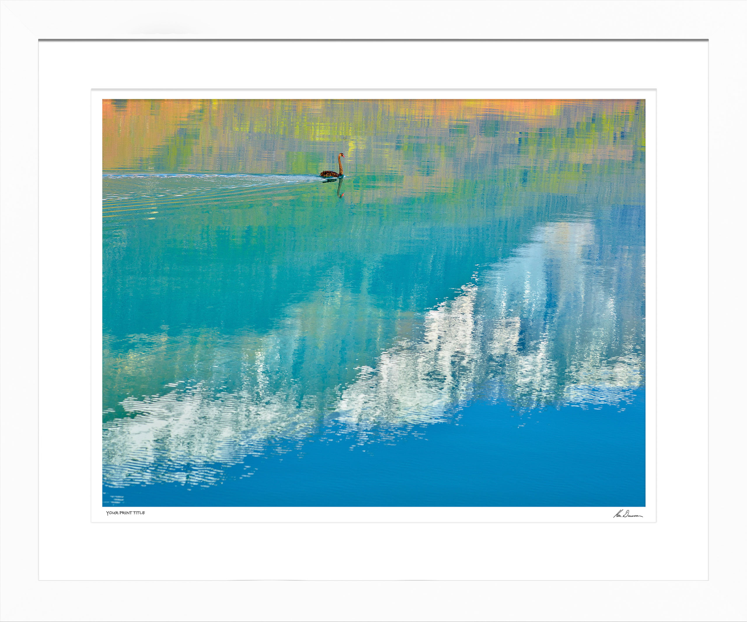 Swan Lake. Large Framed Print registration number 8/100