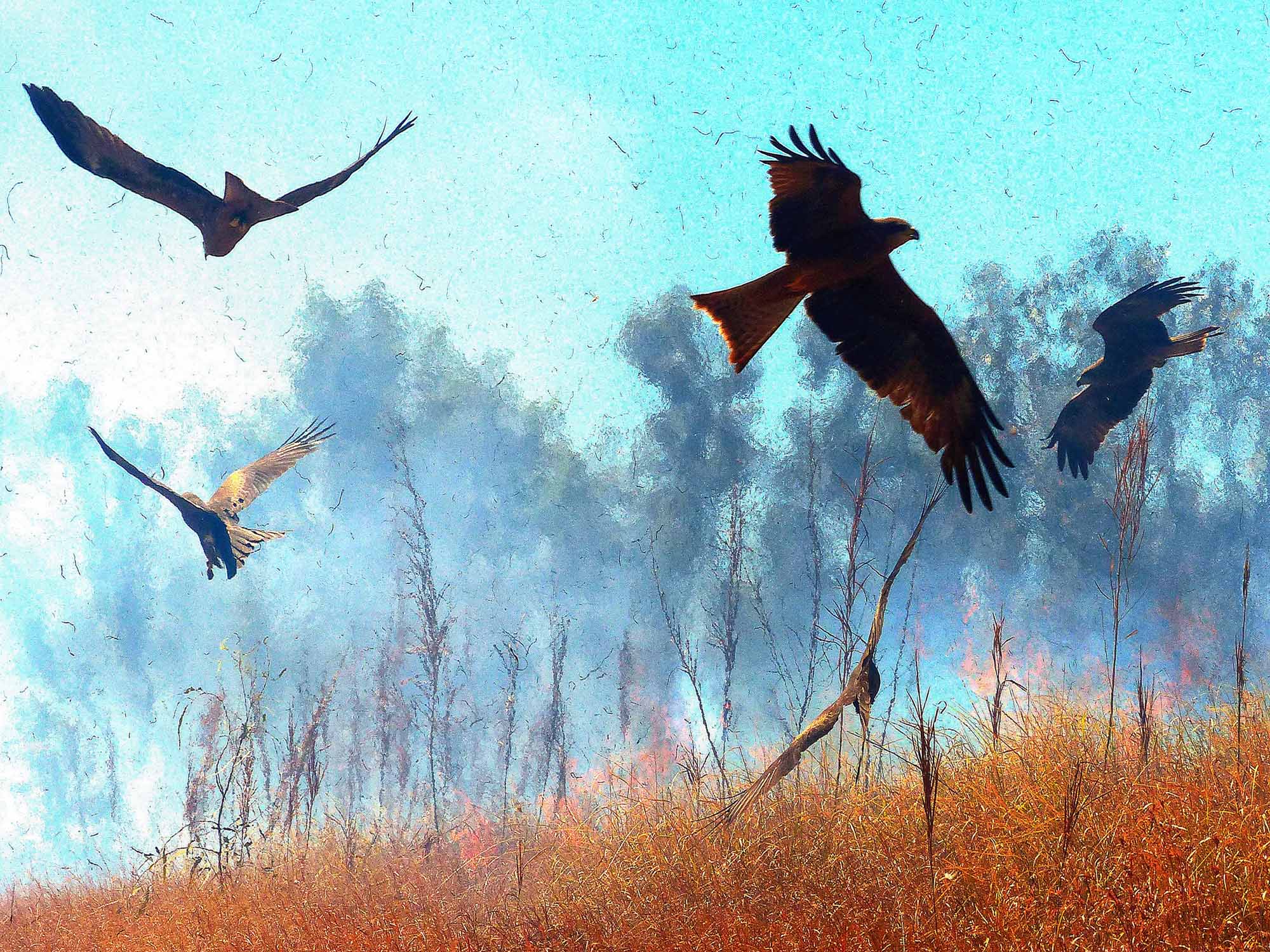 Raptors Among the Flames - A Ray Martin Print