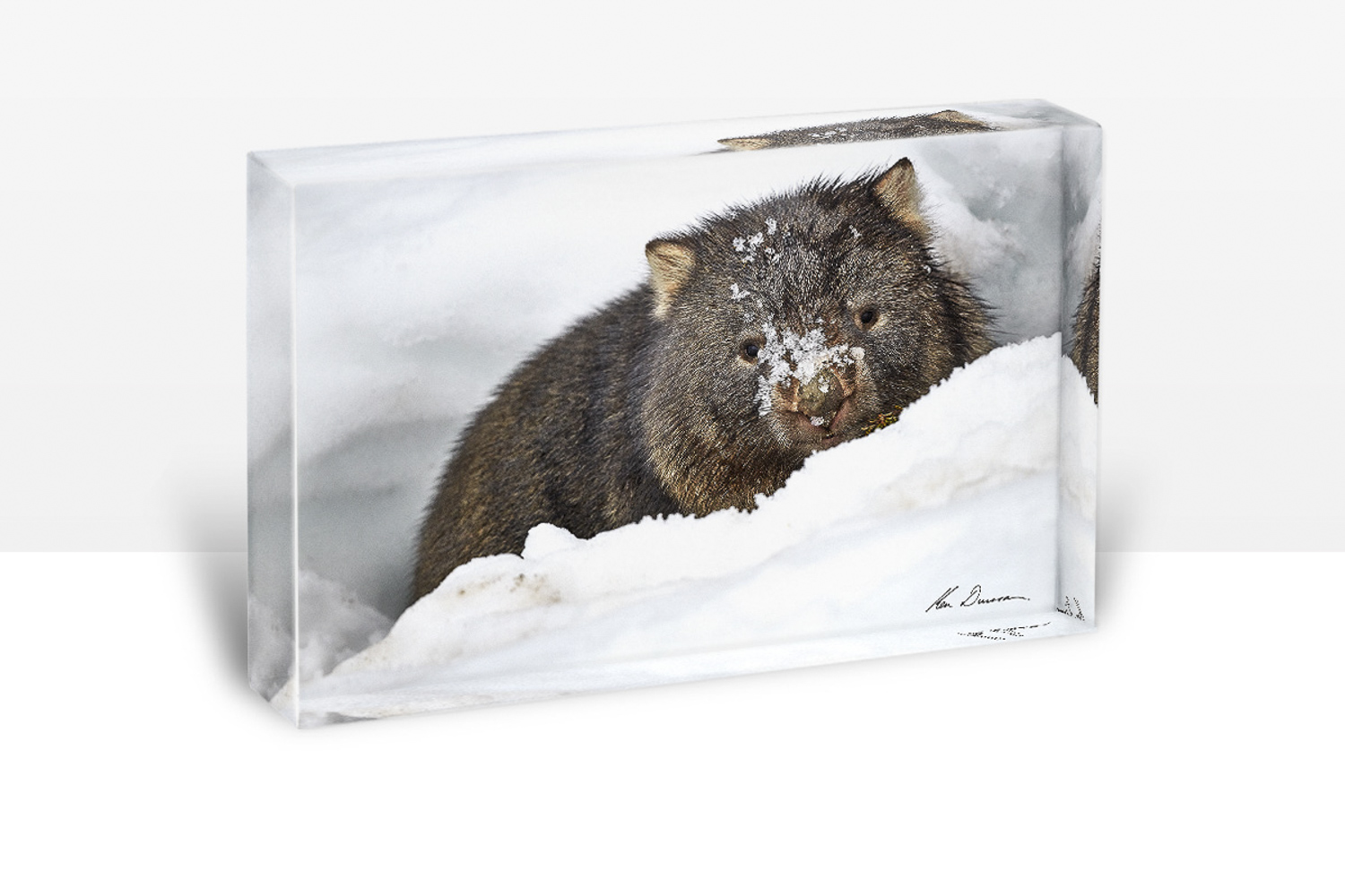 PB - Peek A Boo (30 X 20)