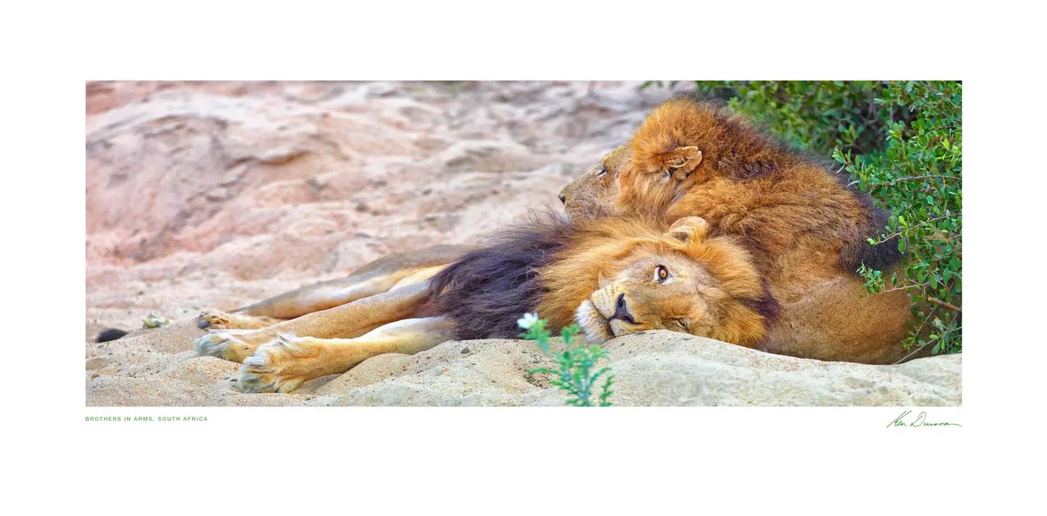 Brothers In Arms, South Africa