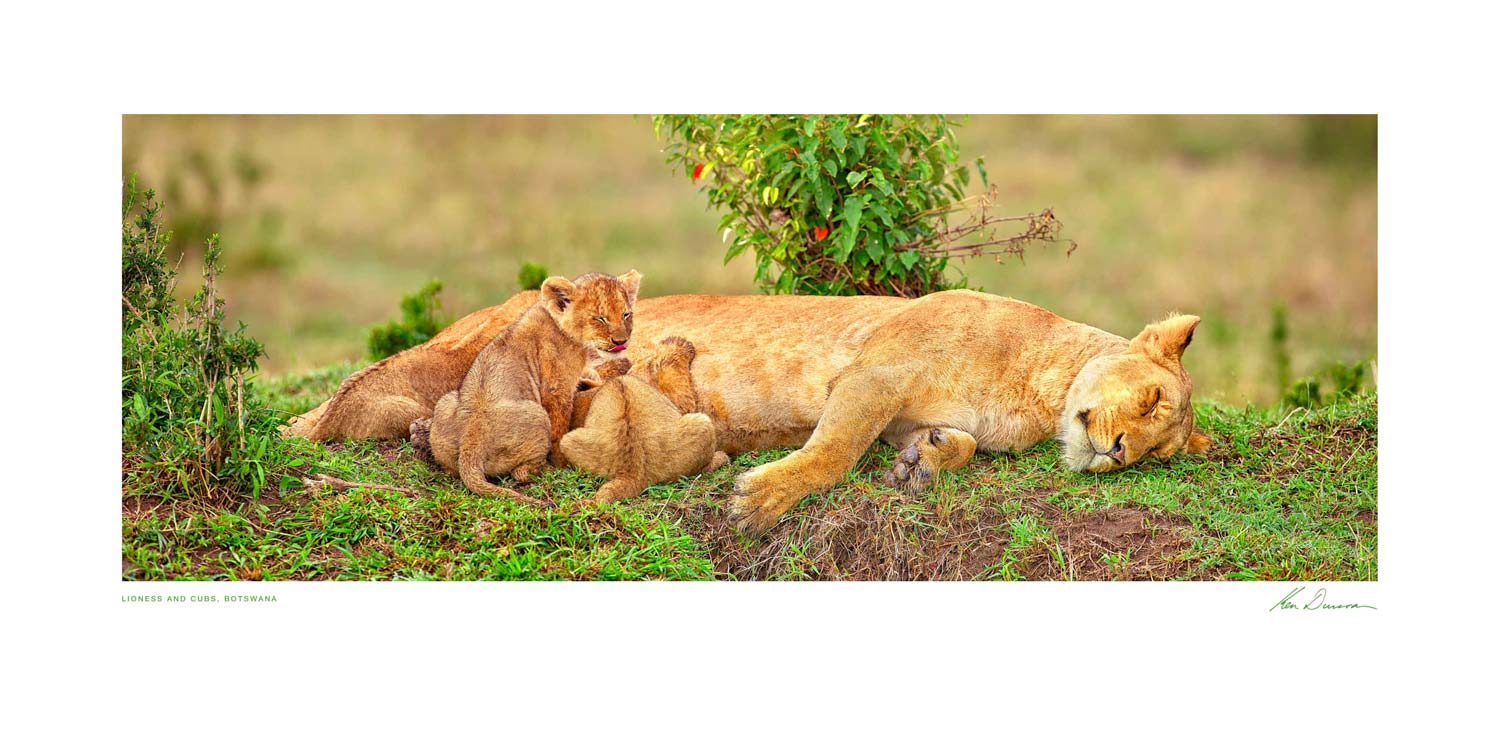 Lioness And Cubs, Botswana