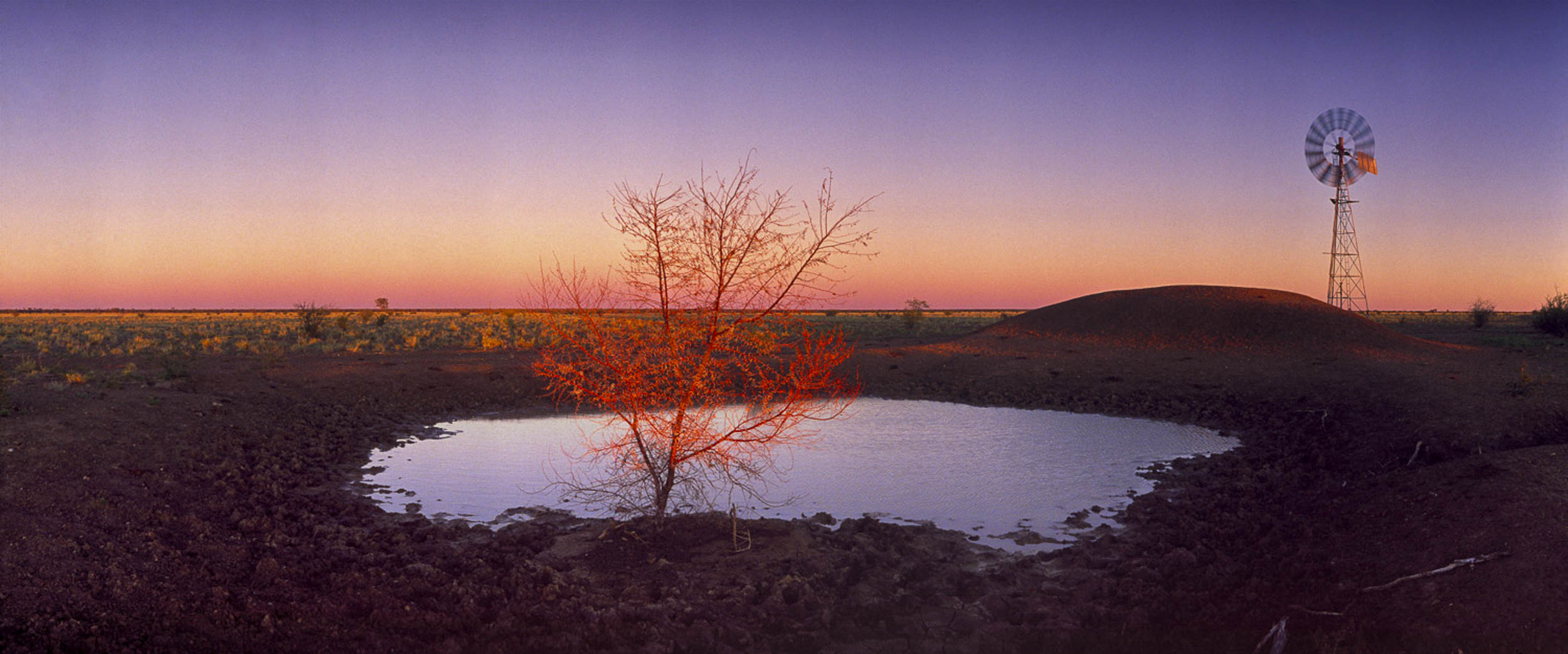 Burning Bush, Cunnamulla, QLD