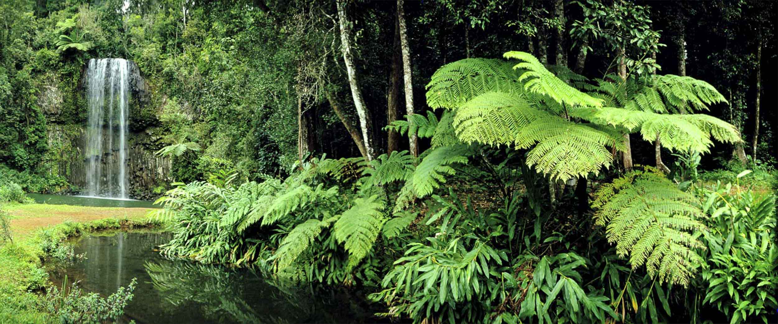 Millaa Millaa Falls, QLD
