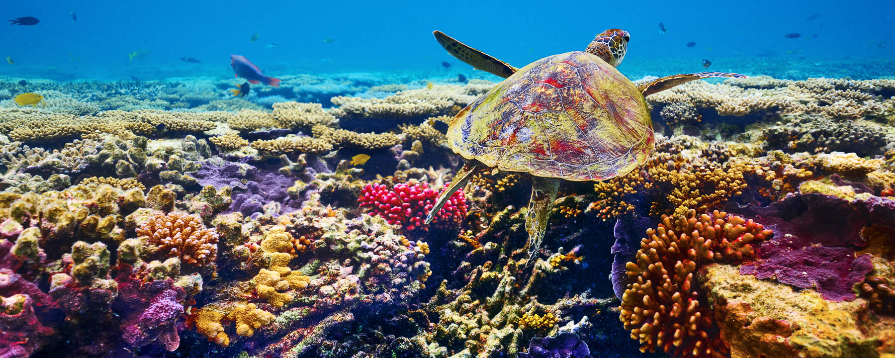 Cruising, Great Barrier Reef