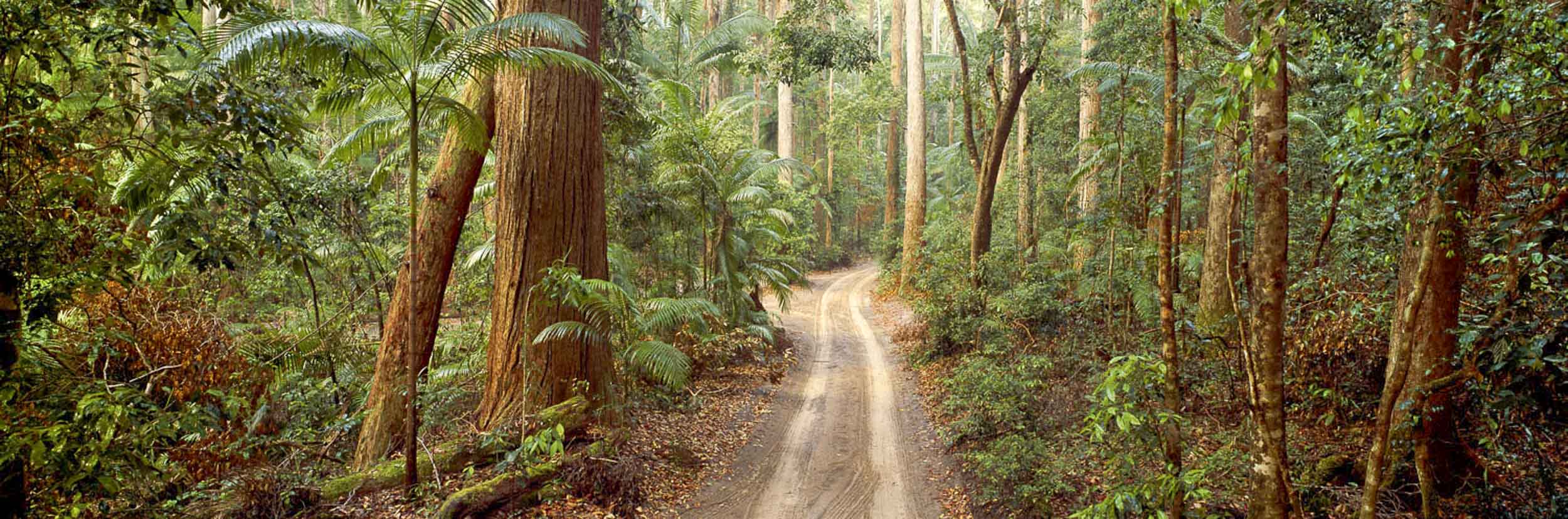 Pile Valley, Fraser Island, Qld