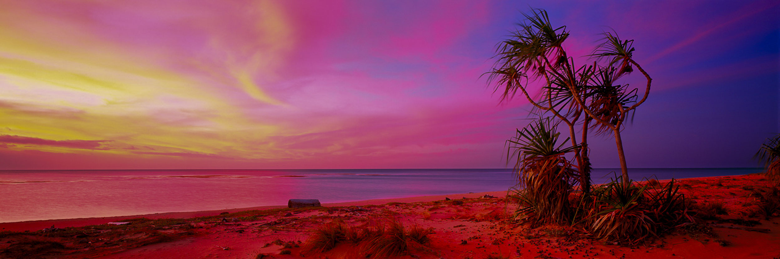 Pandanus Palms, Mapoon, QLD