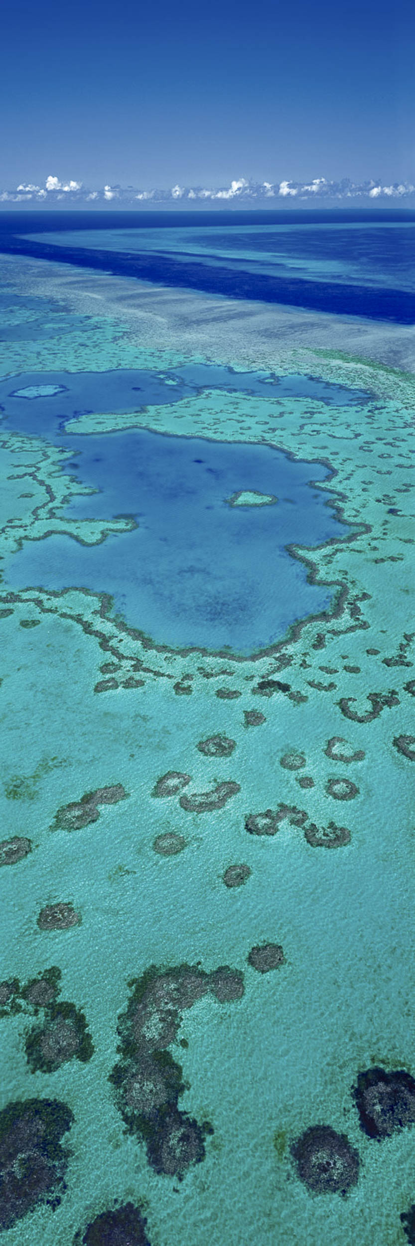 Living Jewel, Heart Reef, QLD
