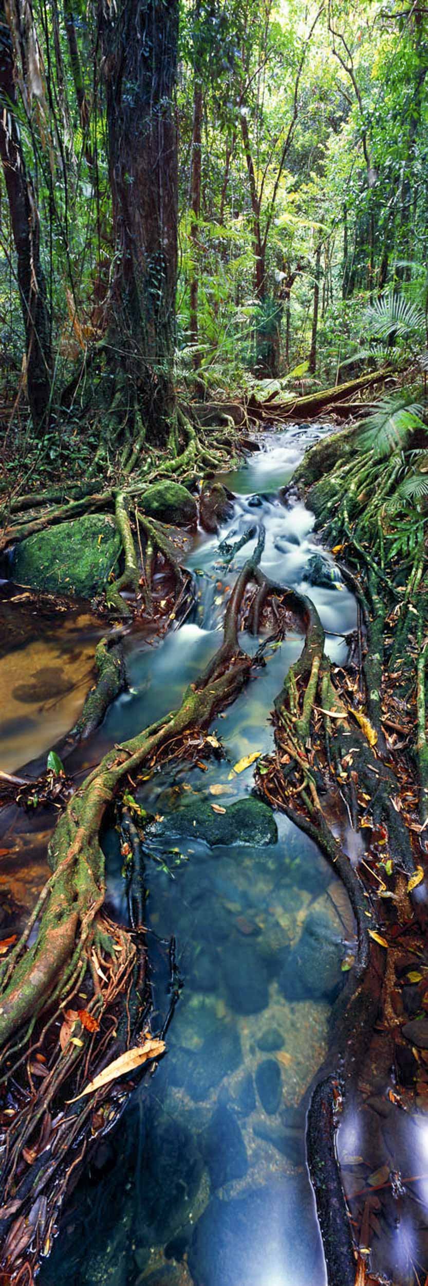 Rainforest Sanctuary, QLD