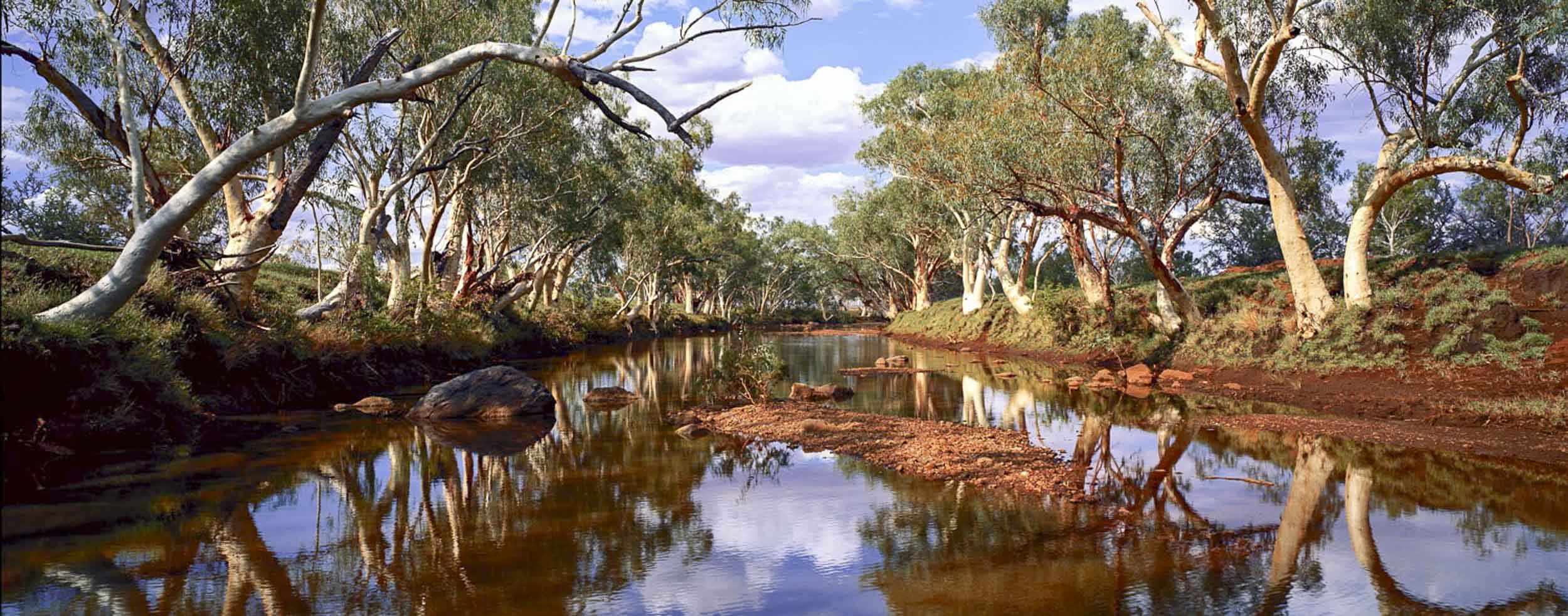River Gums, Butchers Creek, Australia