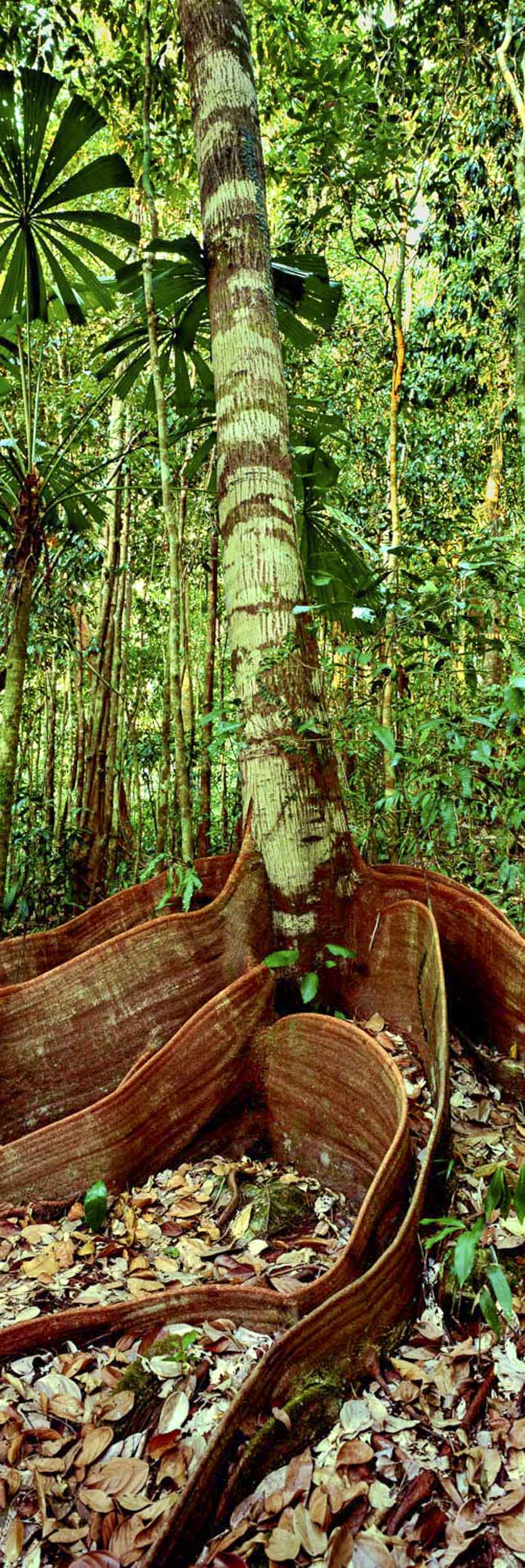 Rainforest, Daintree, QLD