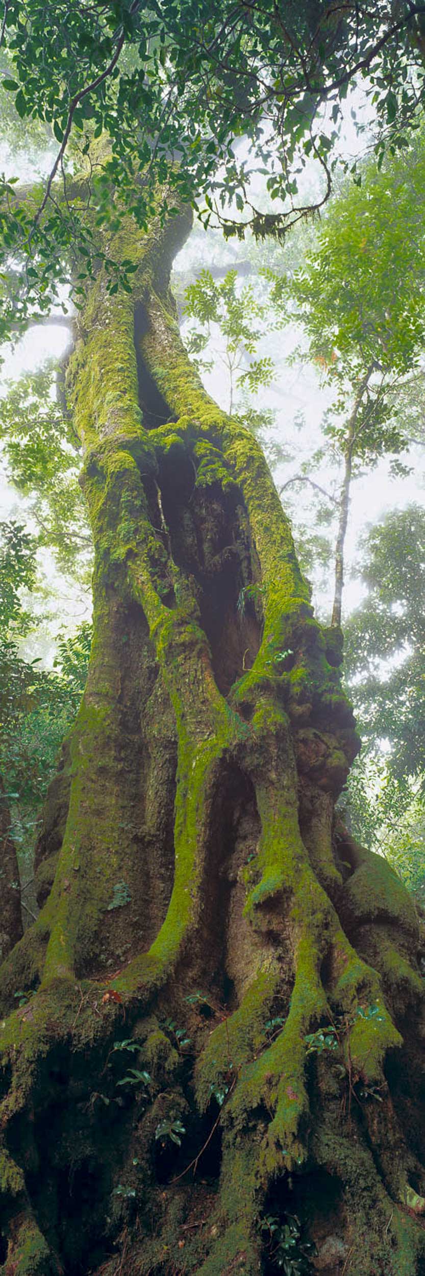 Timeless Forest, QLD
