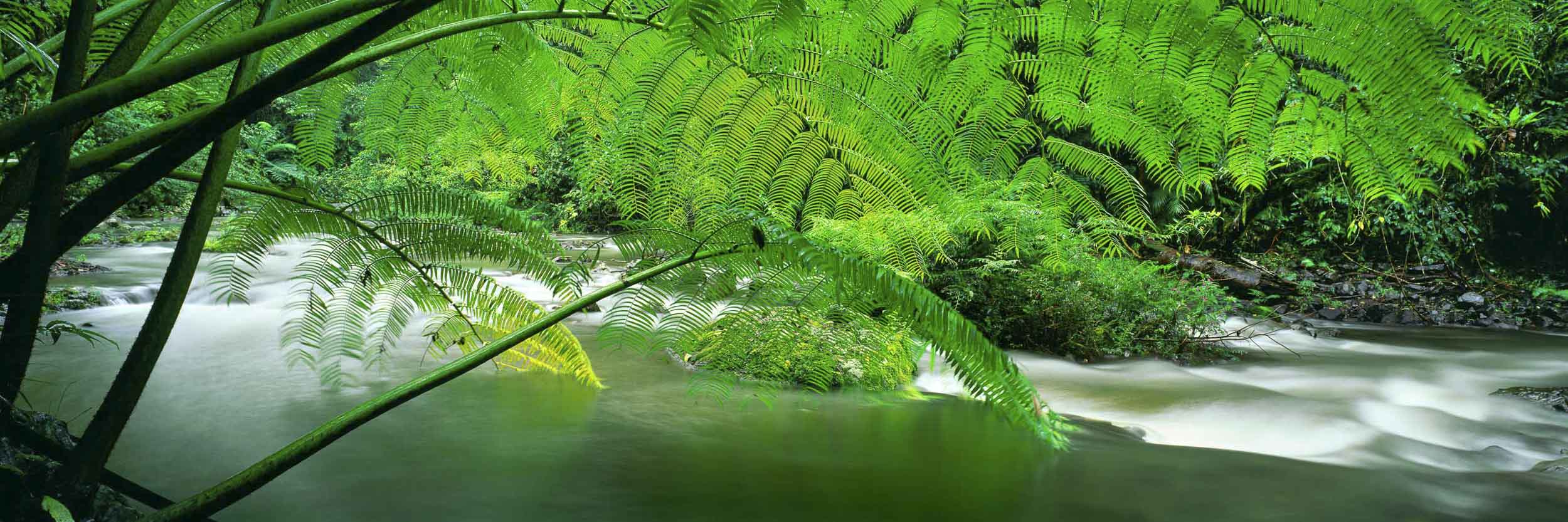 Shady Ferns, Douglas Creek, QLD