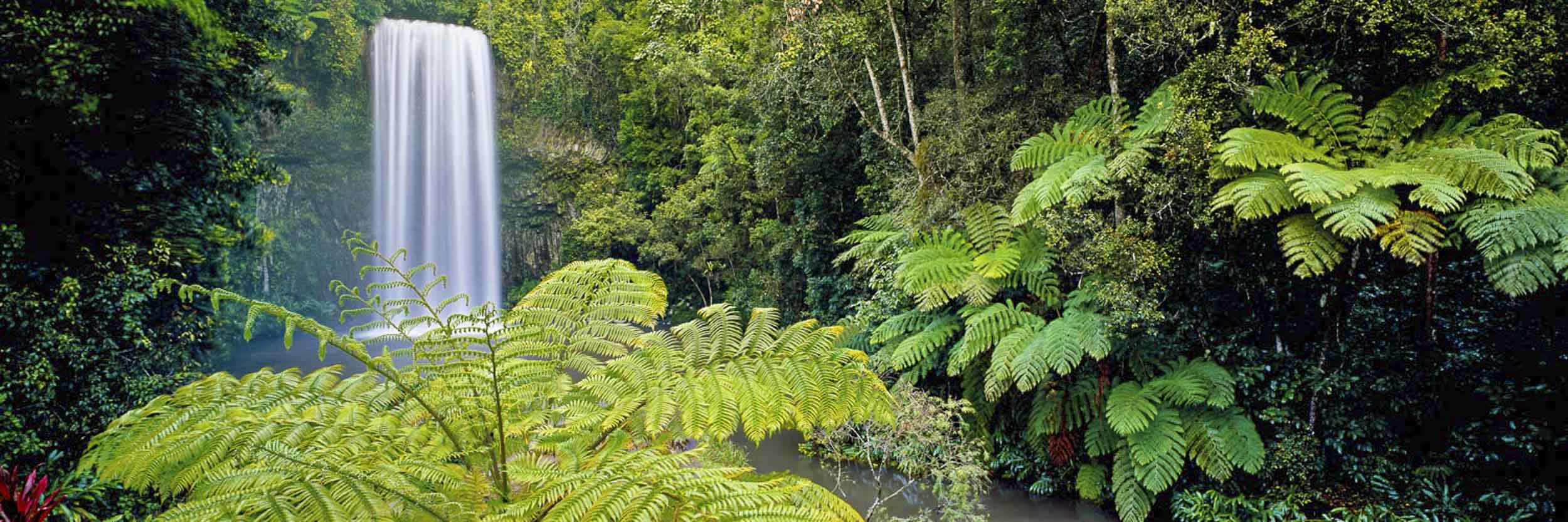 Majestic Beauty, Millaa Millaa Falls, QLD