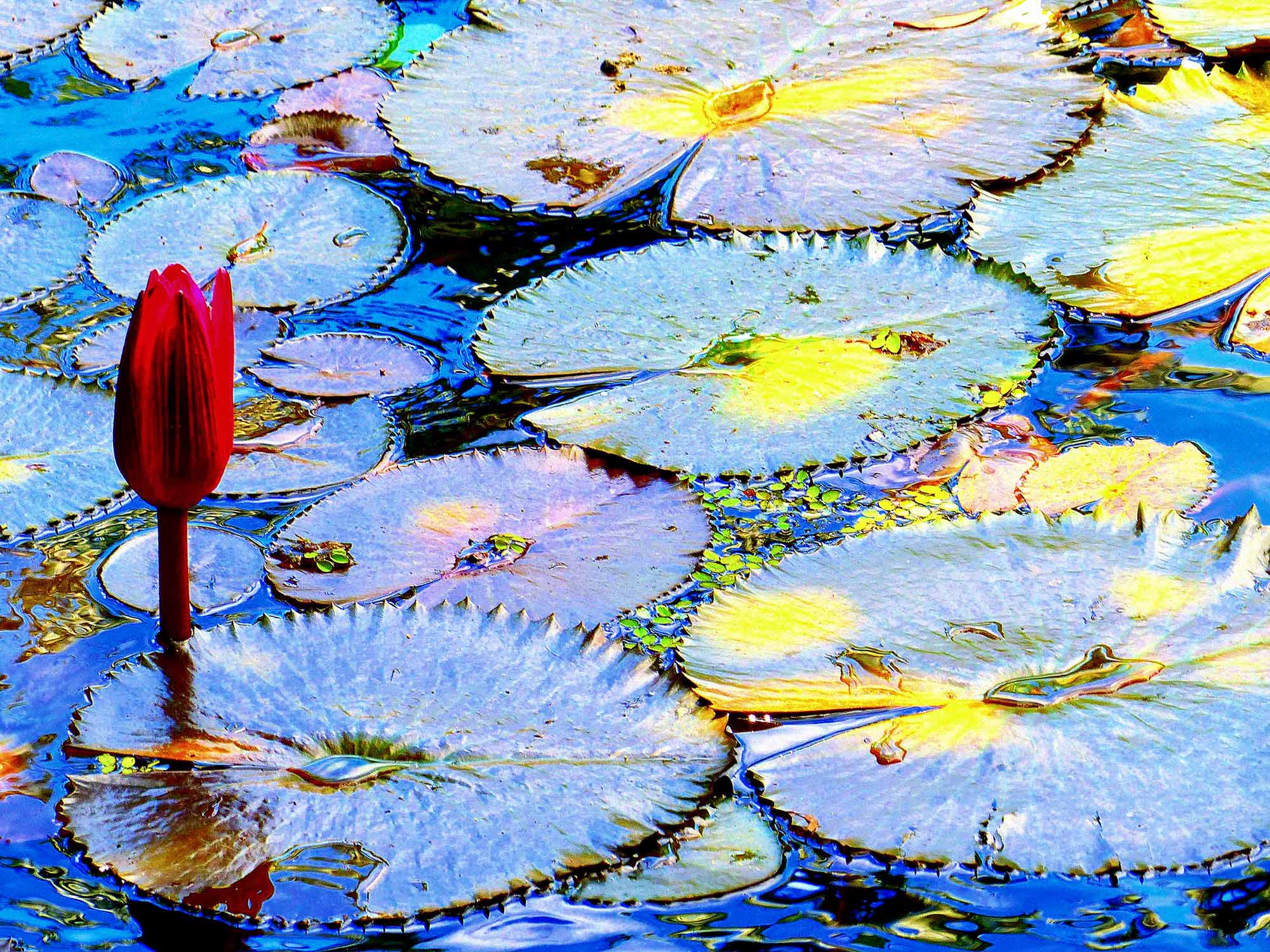 A Touch of Monet - A Ray Martin Print