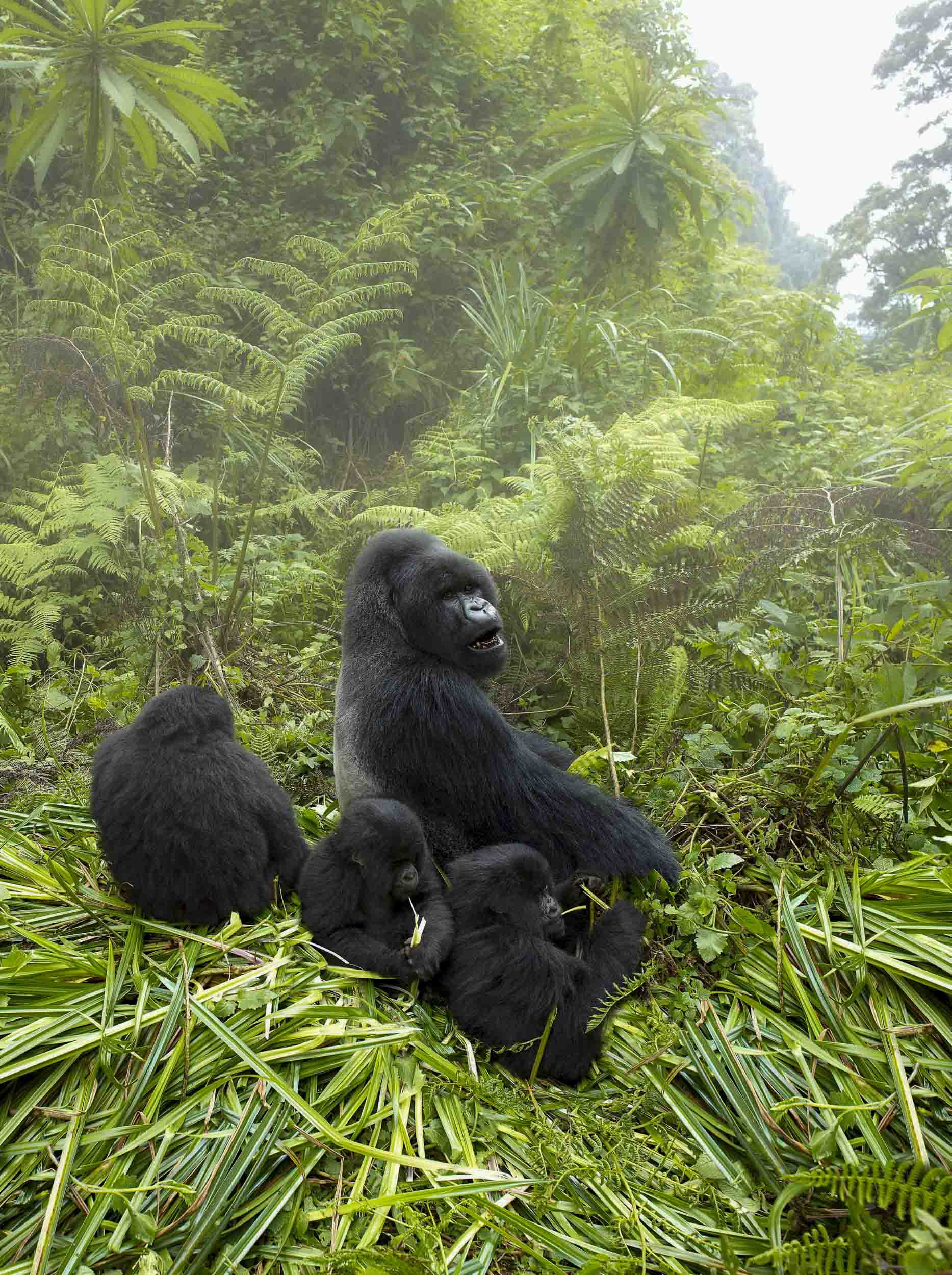 Gorillas In the Mist, Rwanda