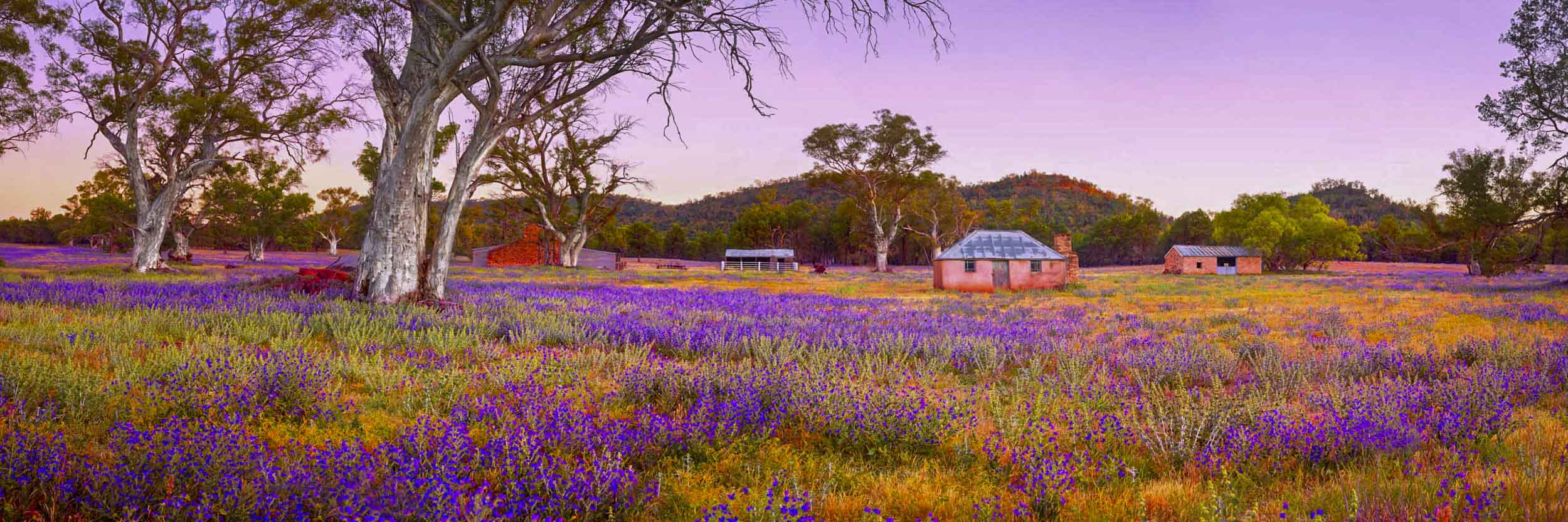 Bejewelled, Wilpena Station, SA